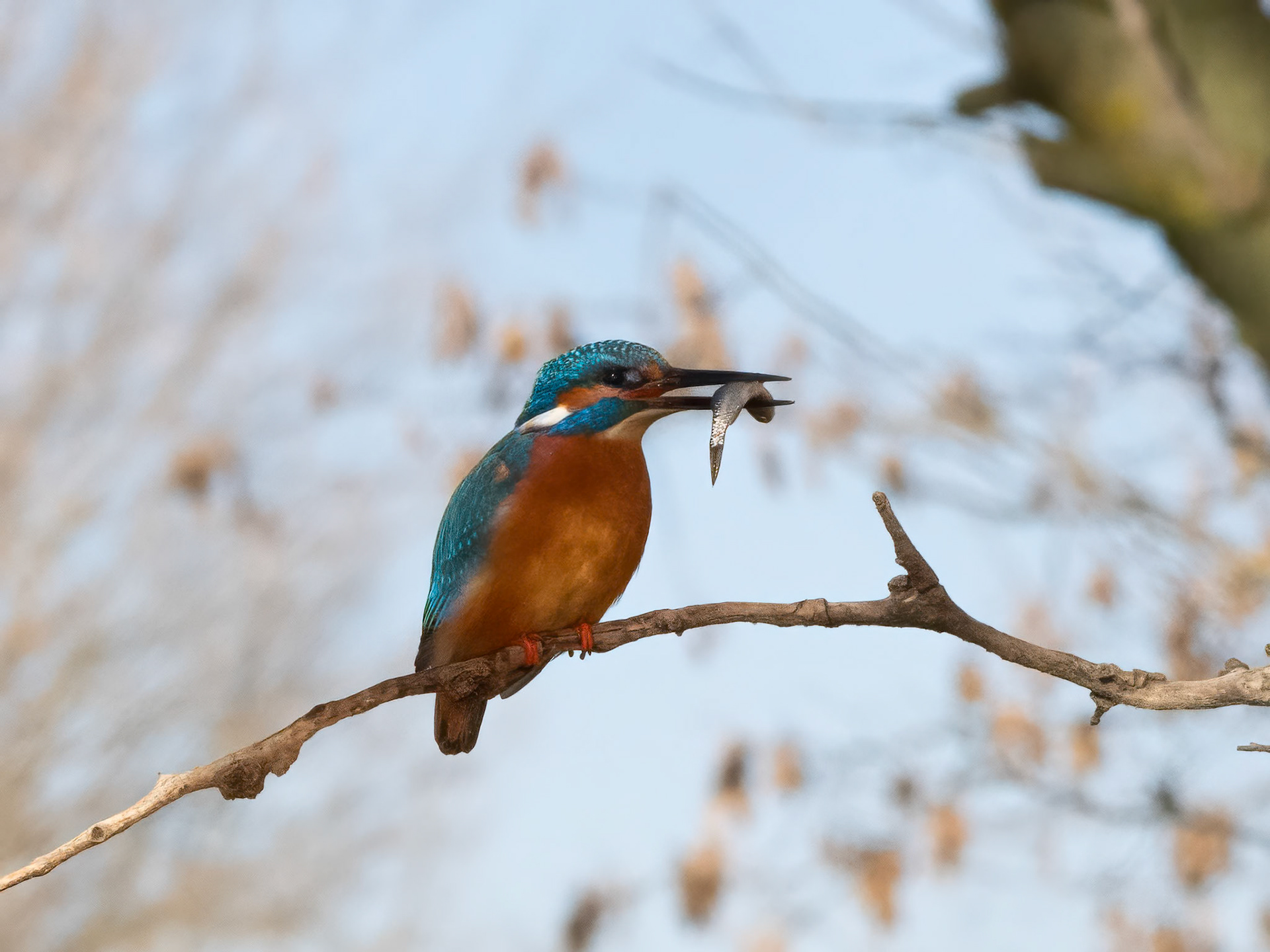 Kingfisher