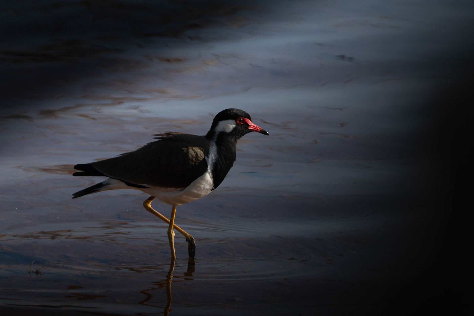  Red-wattled Lapwing (Vanellus indicus)