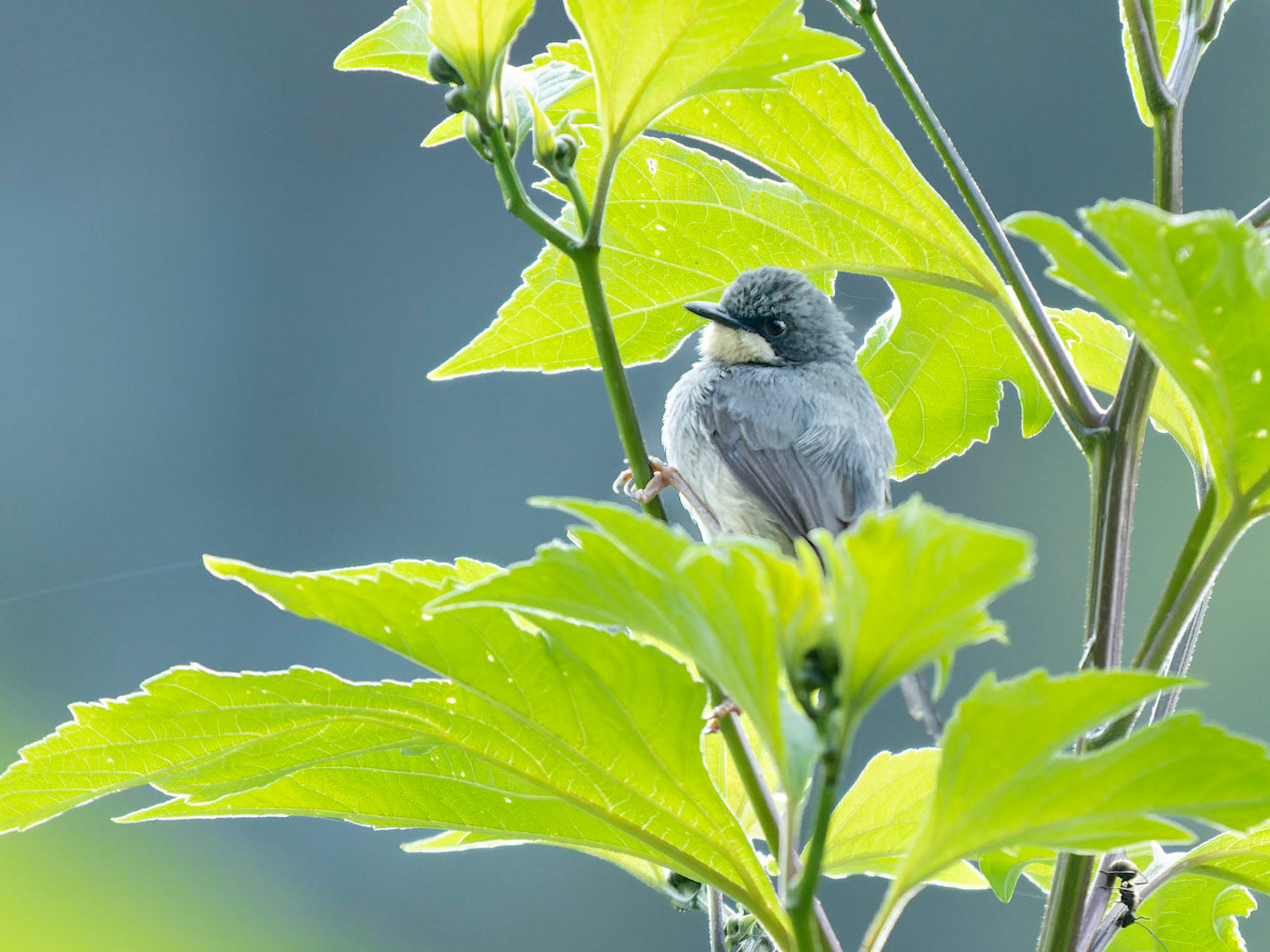 White- chinned prinia