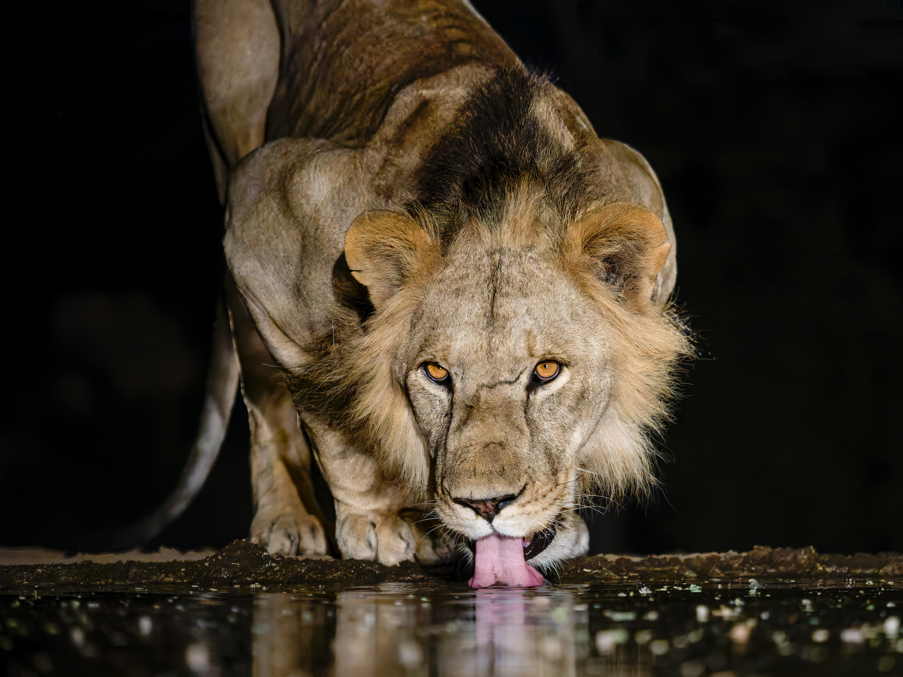 Lion Drinking