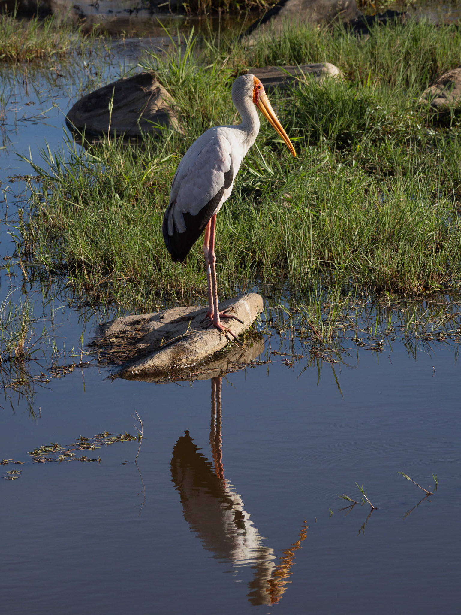 Yellow-billed Stork