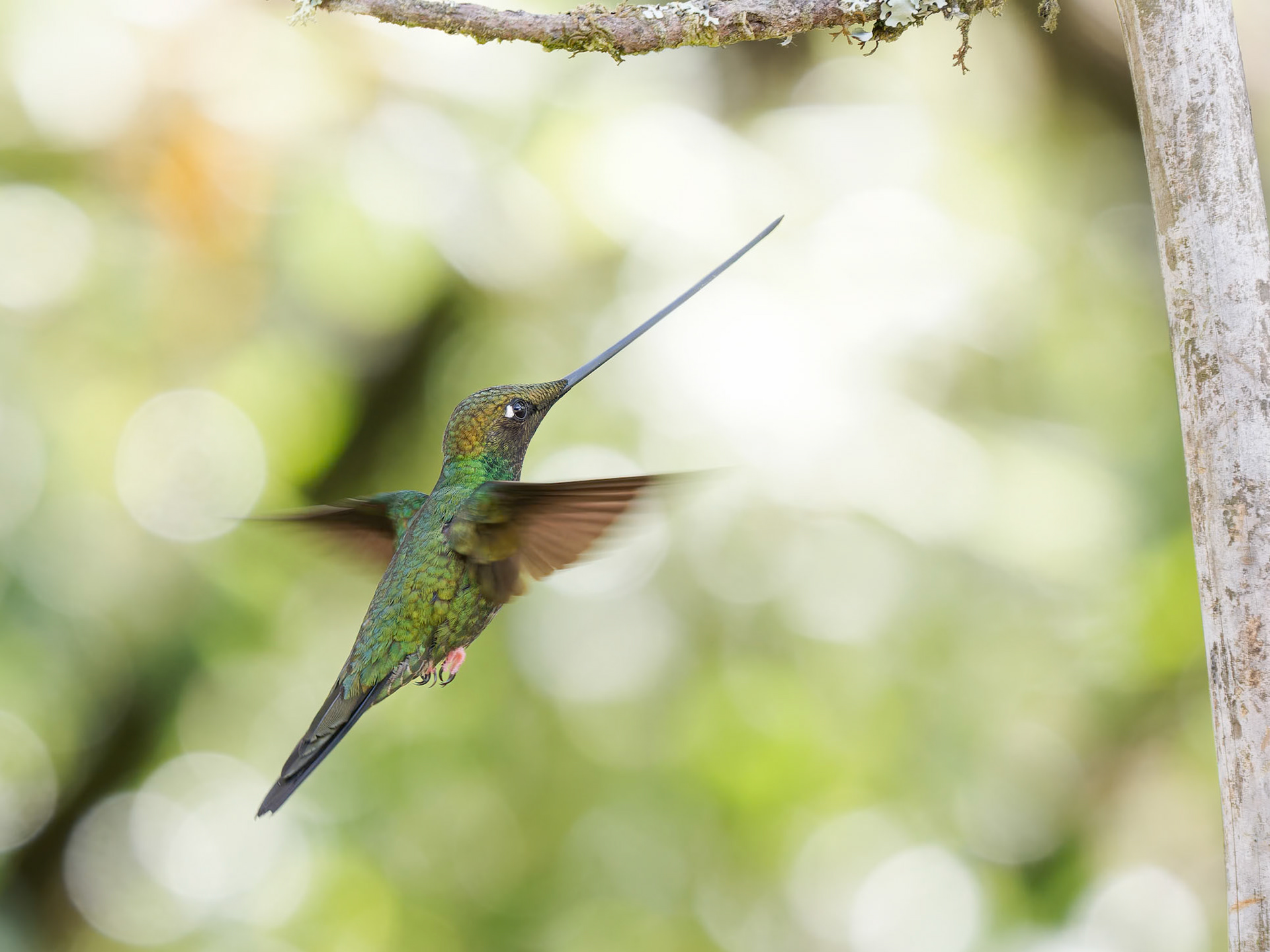 Sword billed Hummingbird