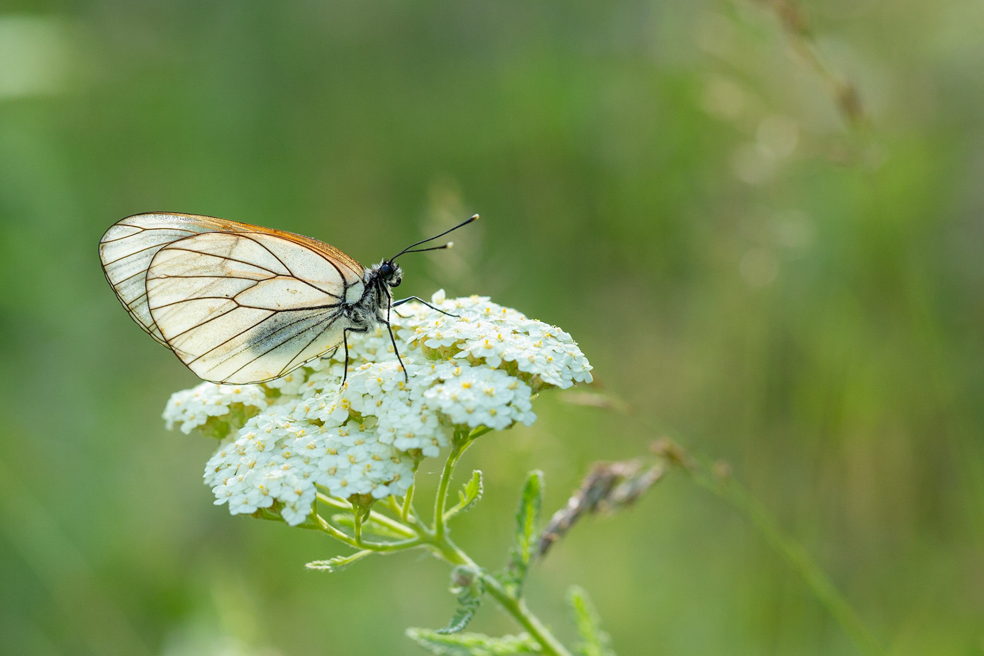 Black Veined White
