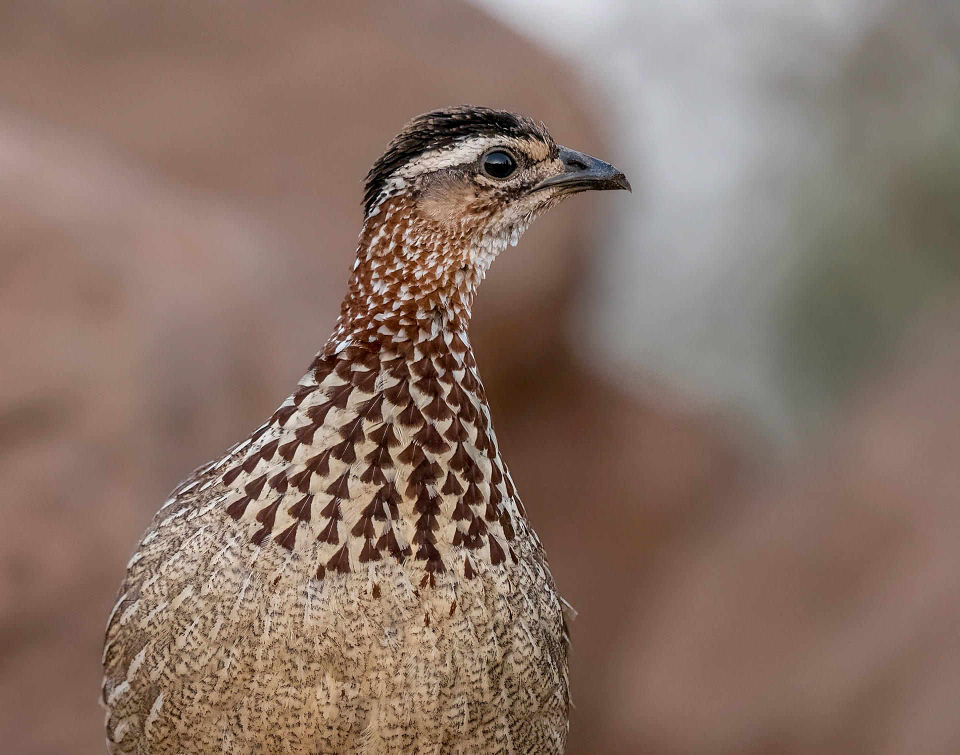 Common Quail