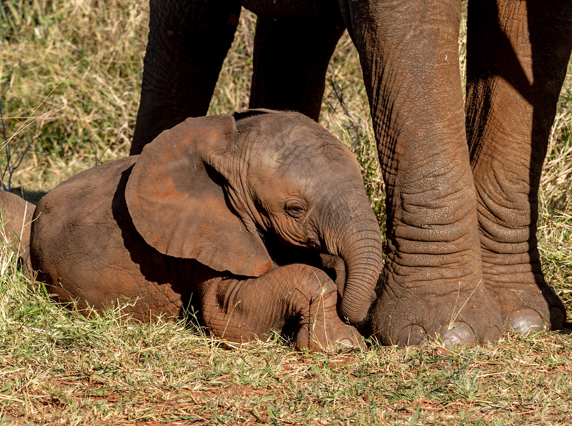 Young elephant- less than 1 year old