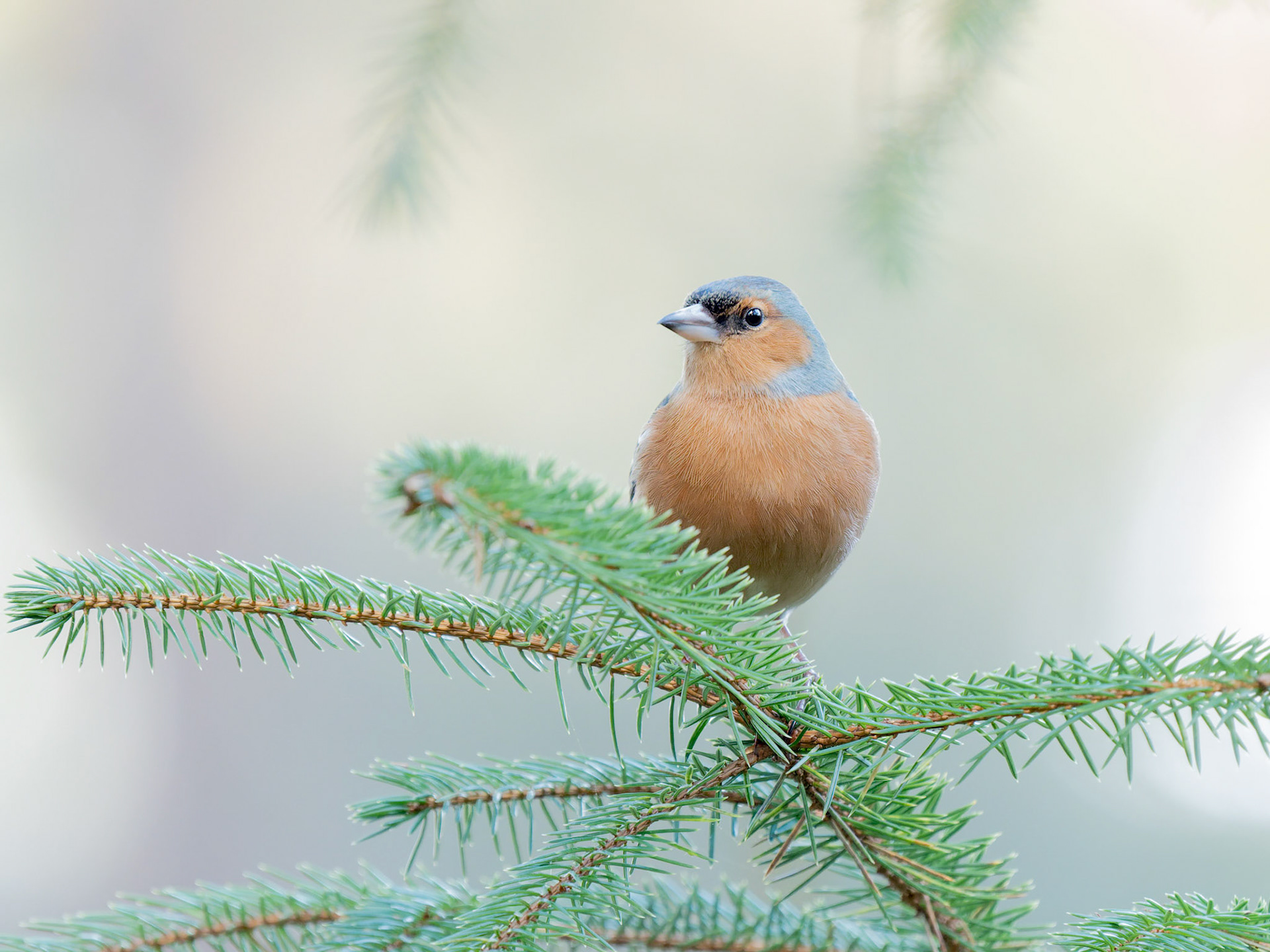Chaffinch