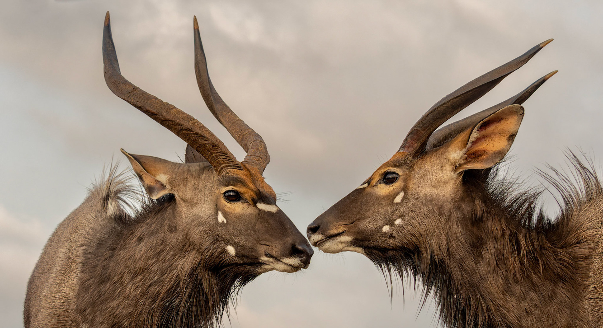 Lowland Nyala (Tragelaphus angasii)