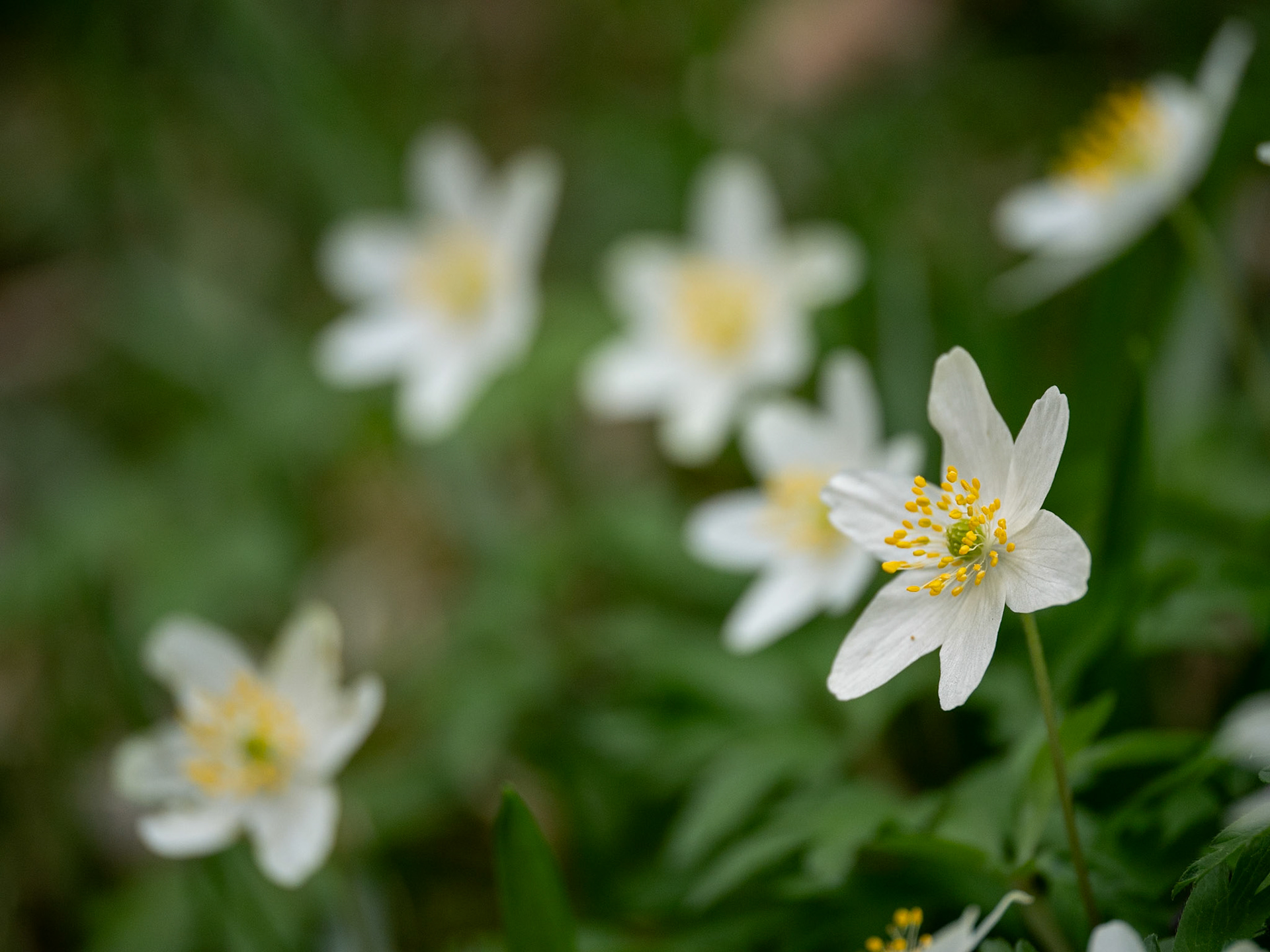 Wood Anemone