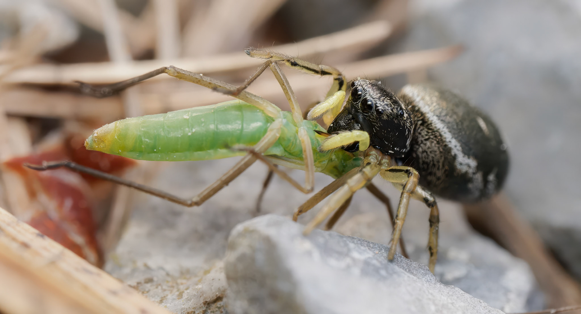 Sun Jumping Spider with cricket as prey, note the green paps.