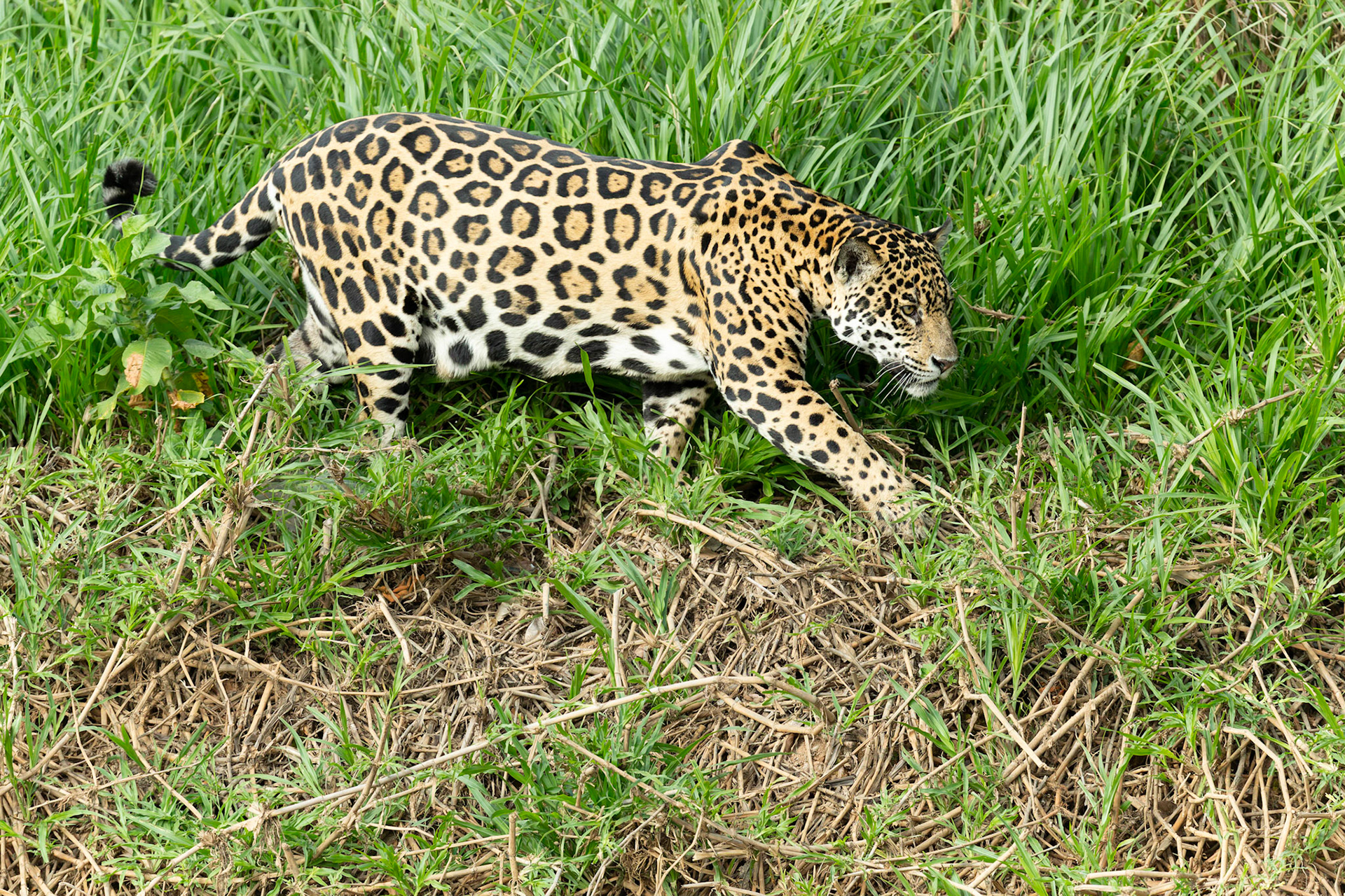 Jaguar (Panthera onca)