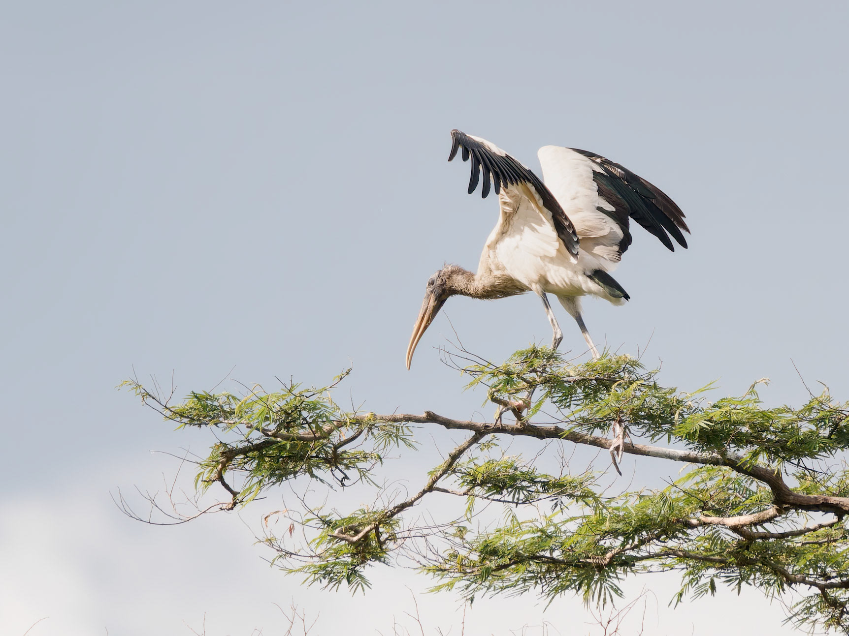 Wood Stork