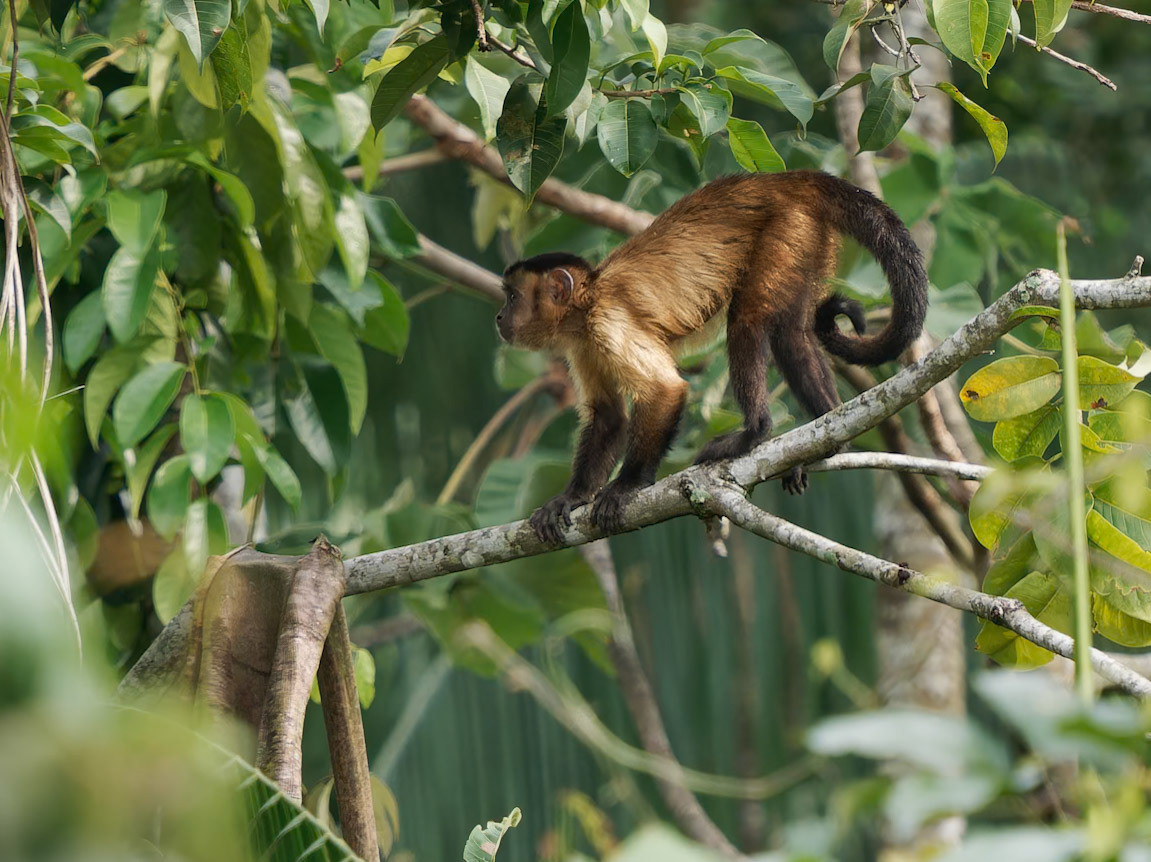 Santa Marta White-faced Capuchin