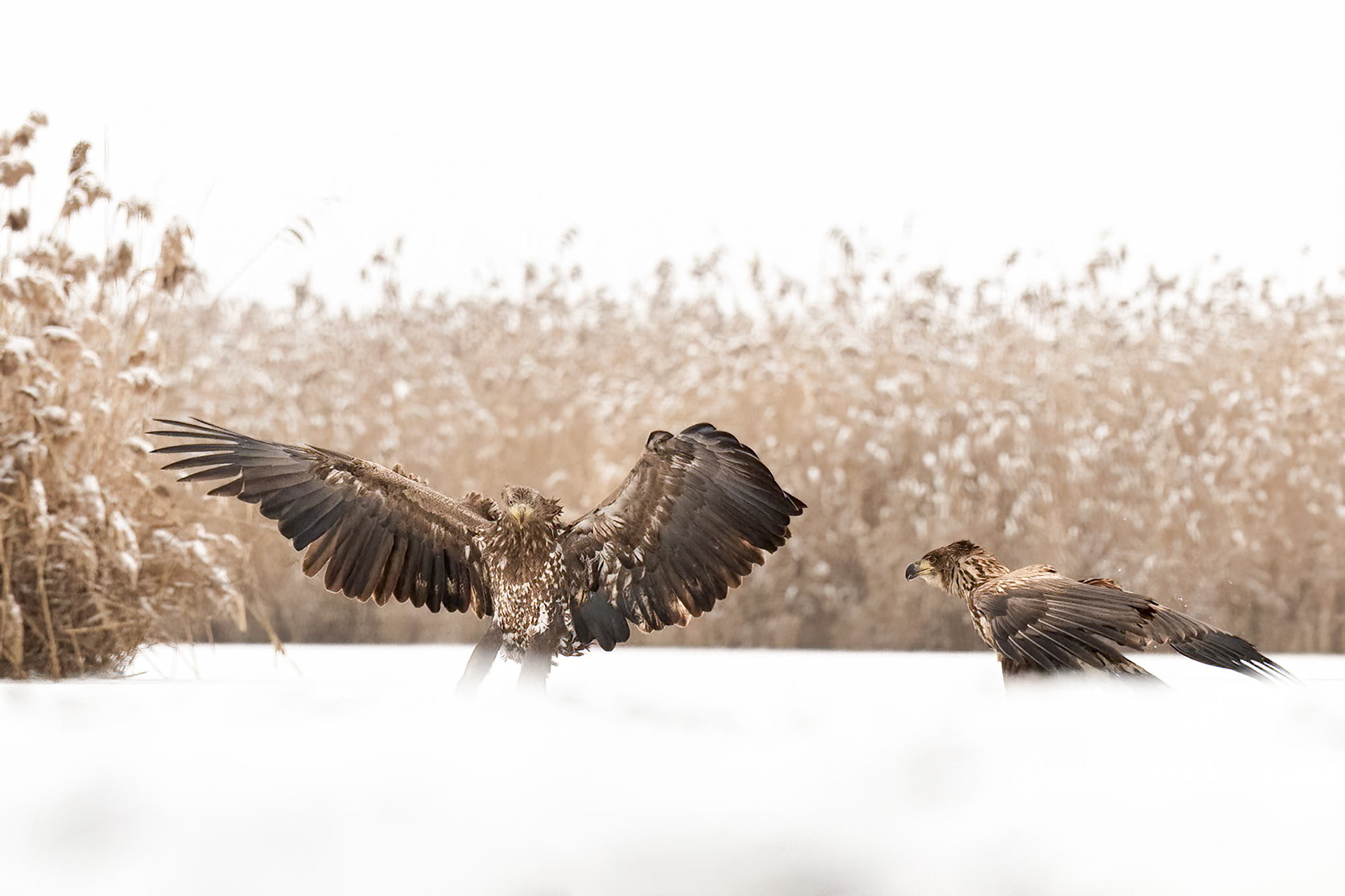 Two White Tailed Eagles