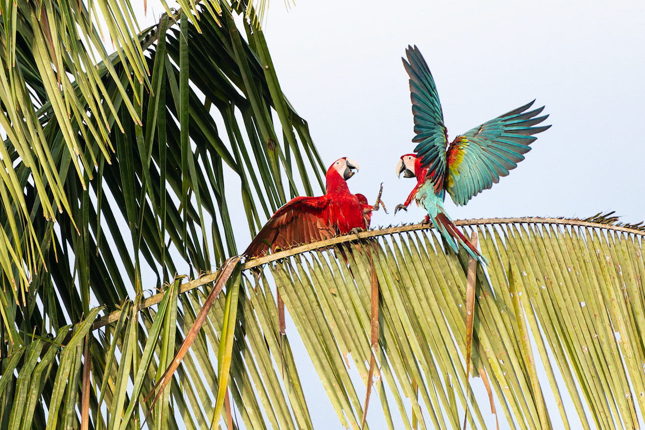 Red and Green  Macaws (Ara chloropterus)