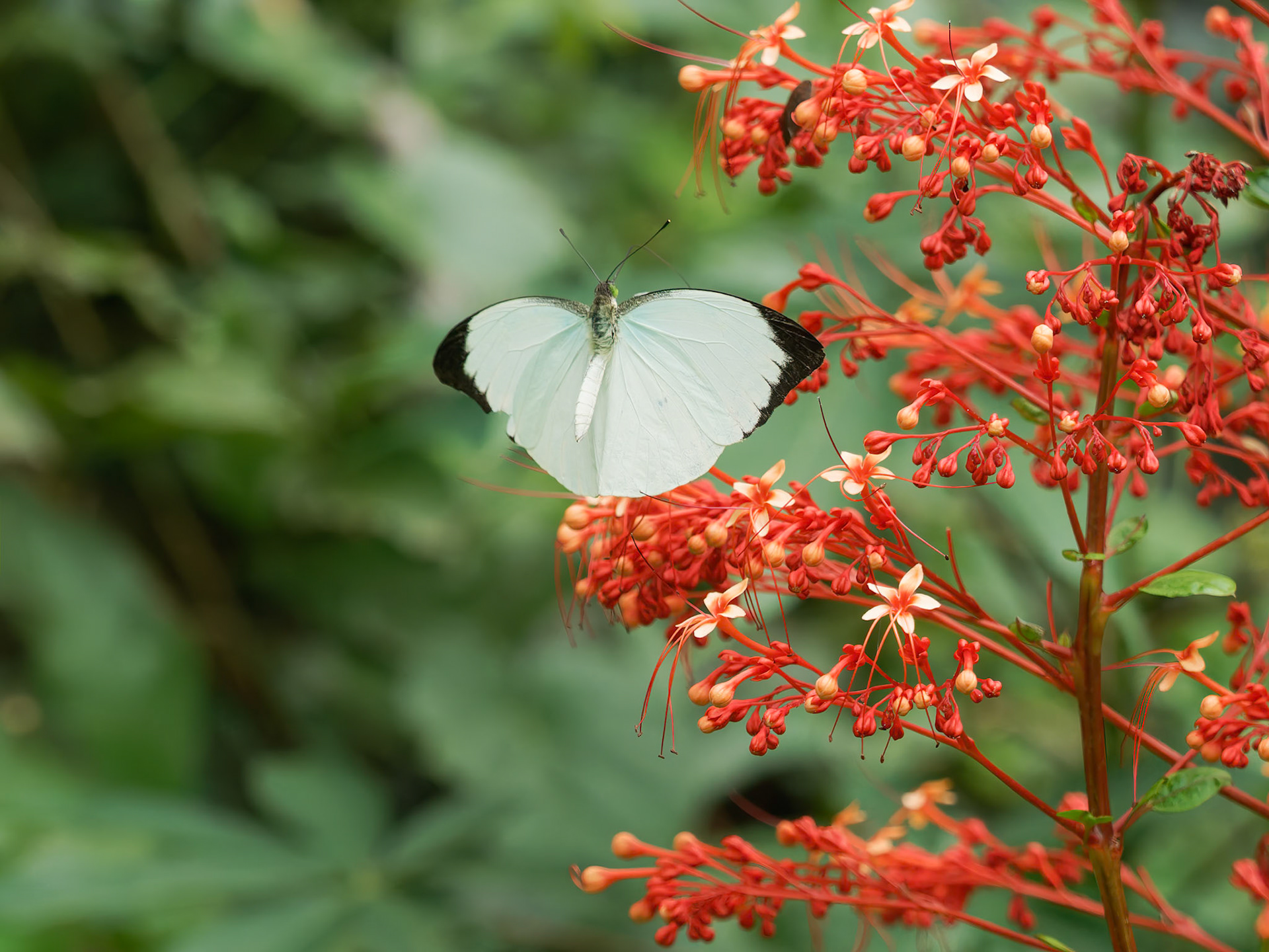 Round Winged Vagrant, Nepheronia phased, Pieridae family