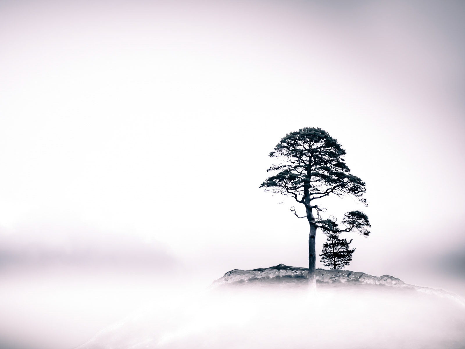 Tree in Strathfarrah