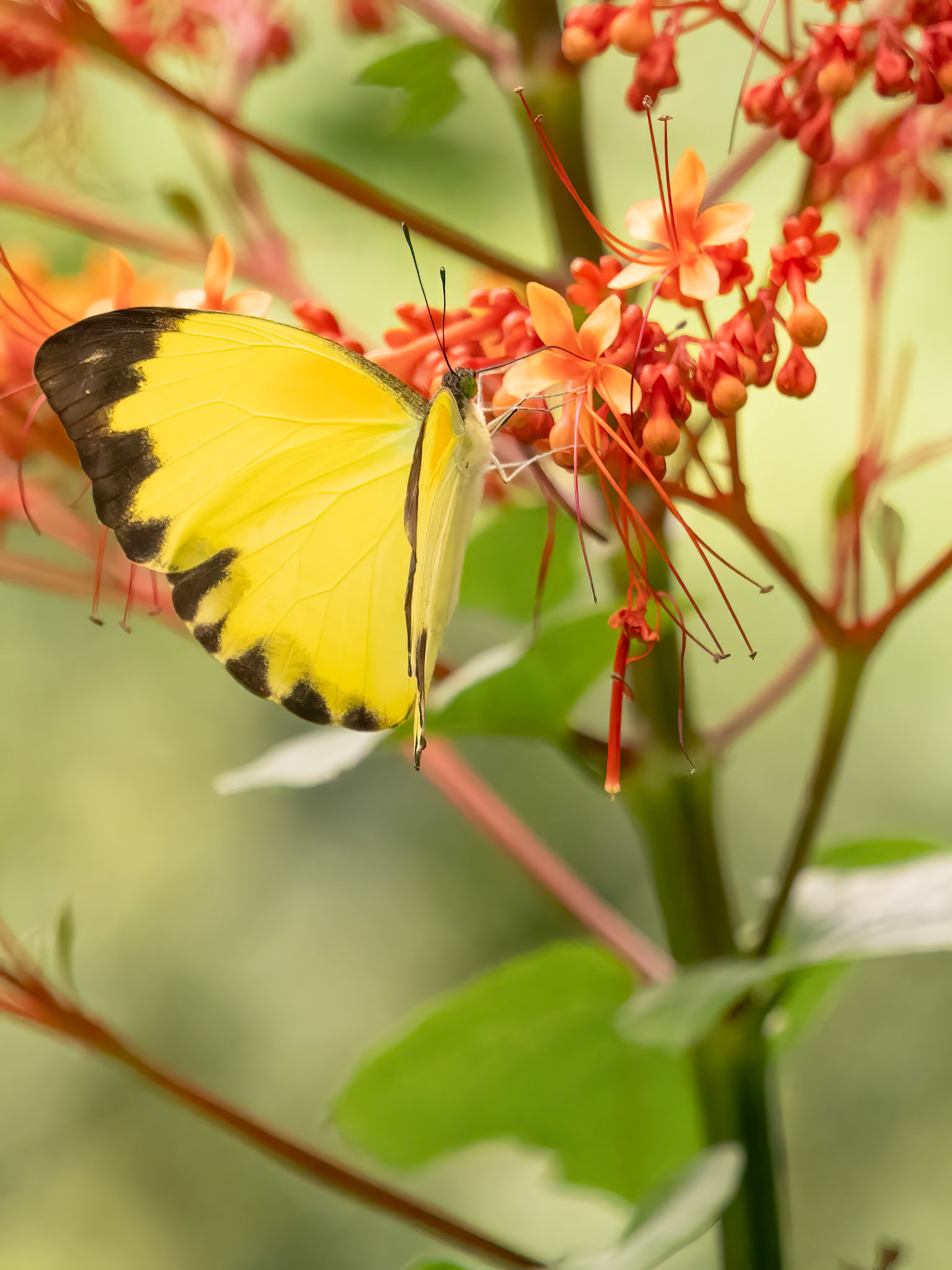 Nepheronia  ........