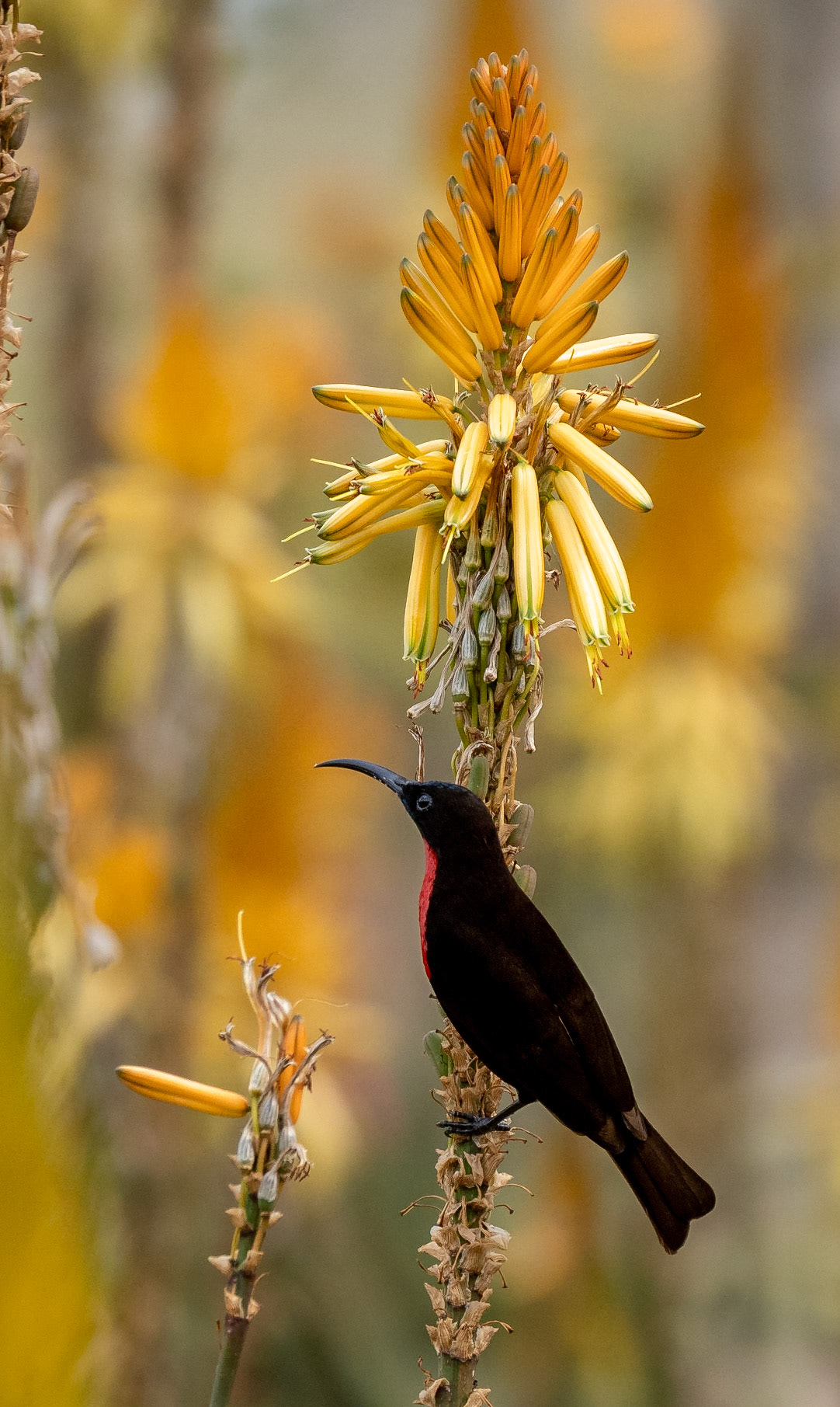 Scarlet chested Sunbird