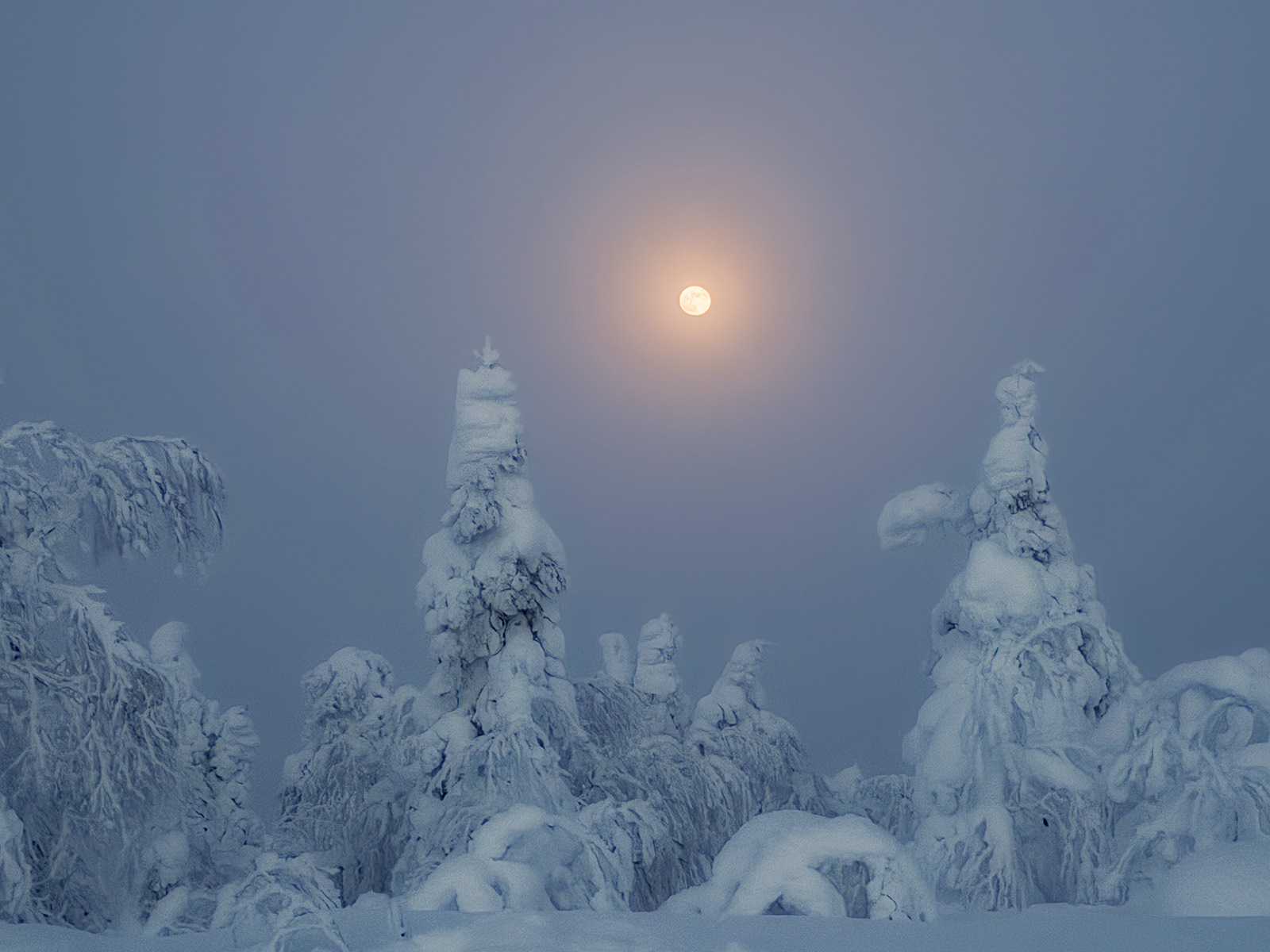 Moon over the conifers