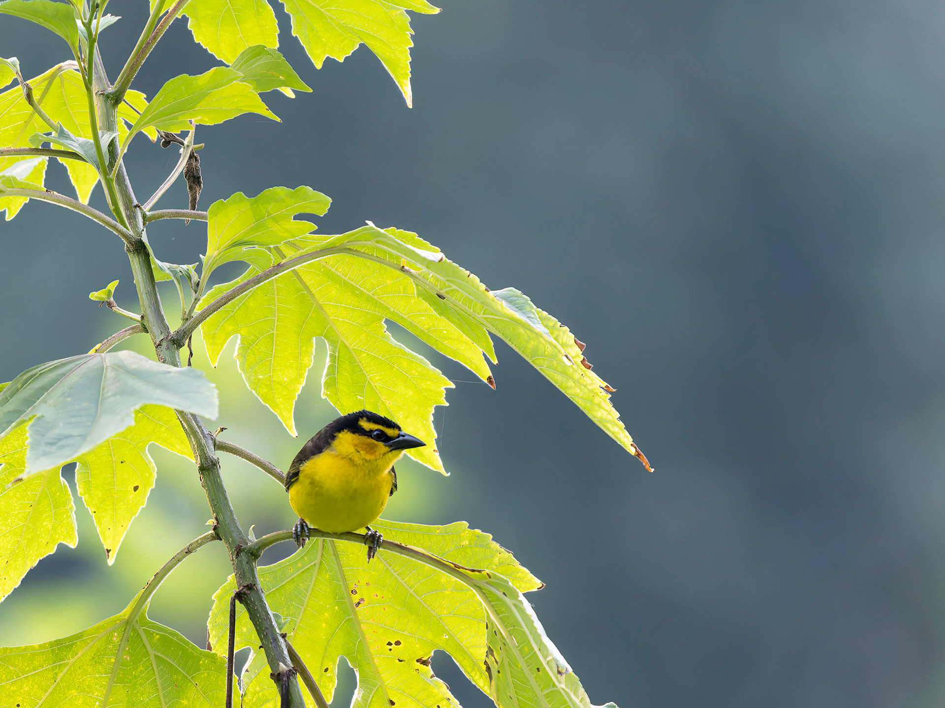 Female Black-necked Weaver
