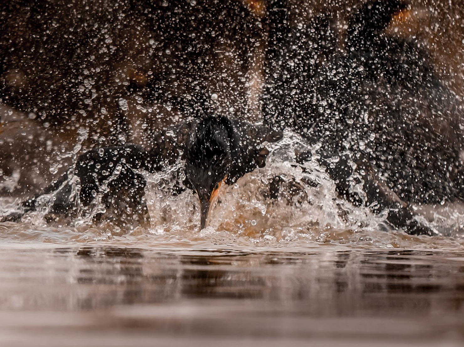 Cormorant bathing