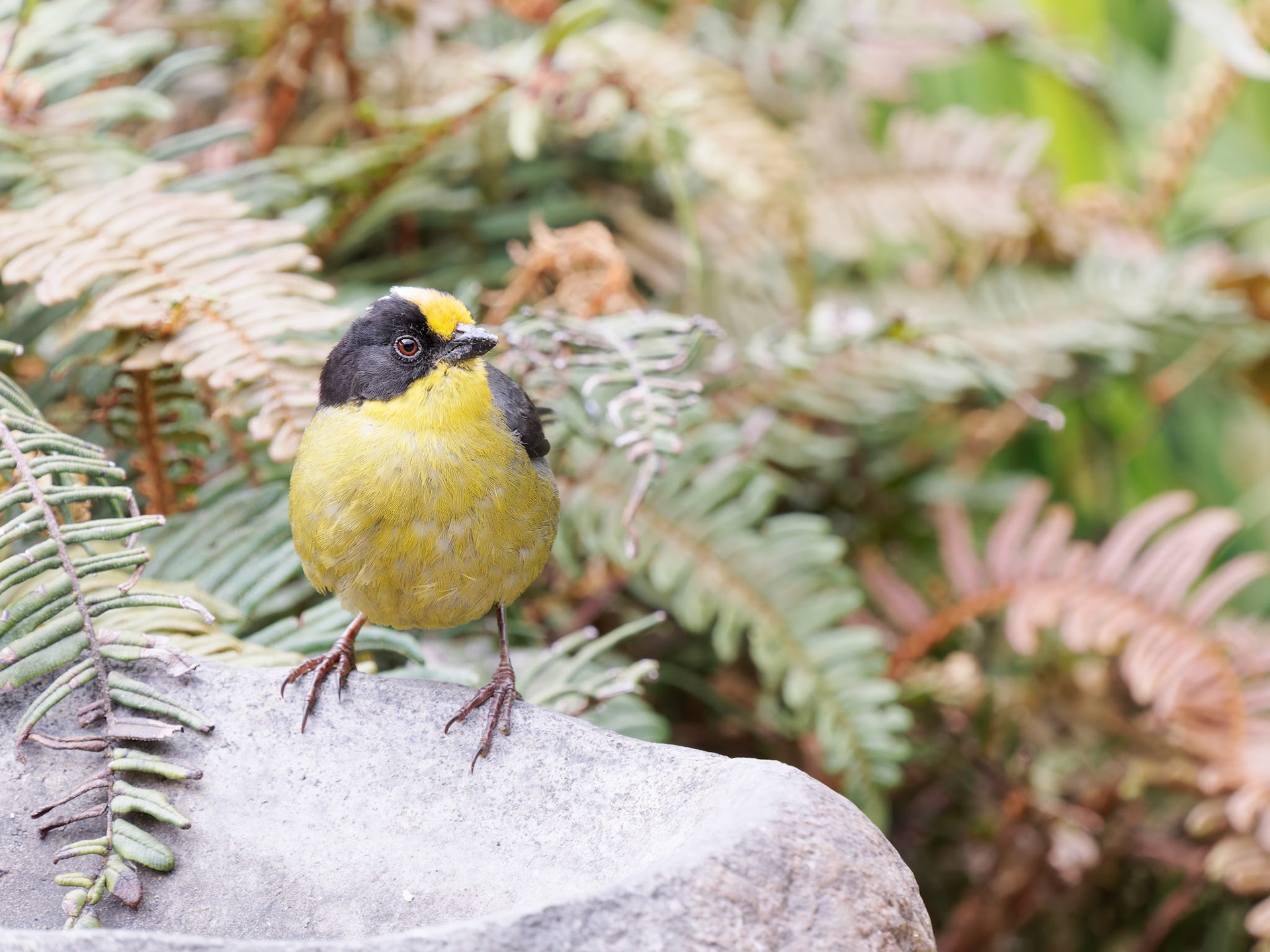 Pale -naped Brush Finch