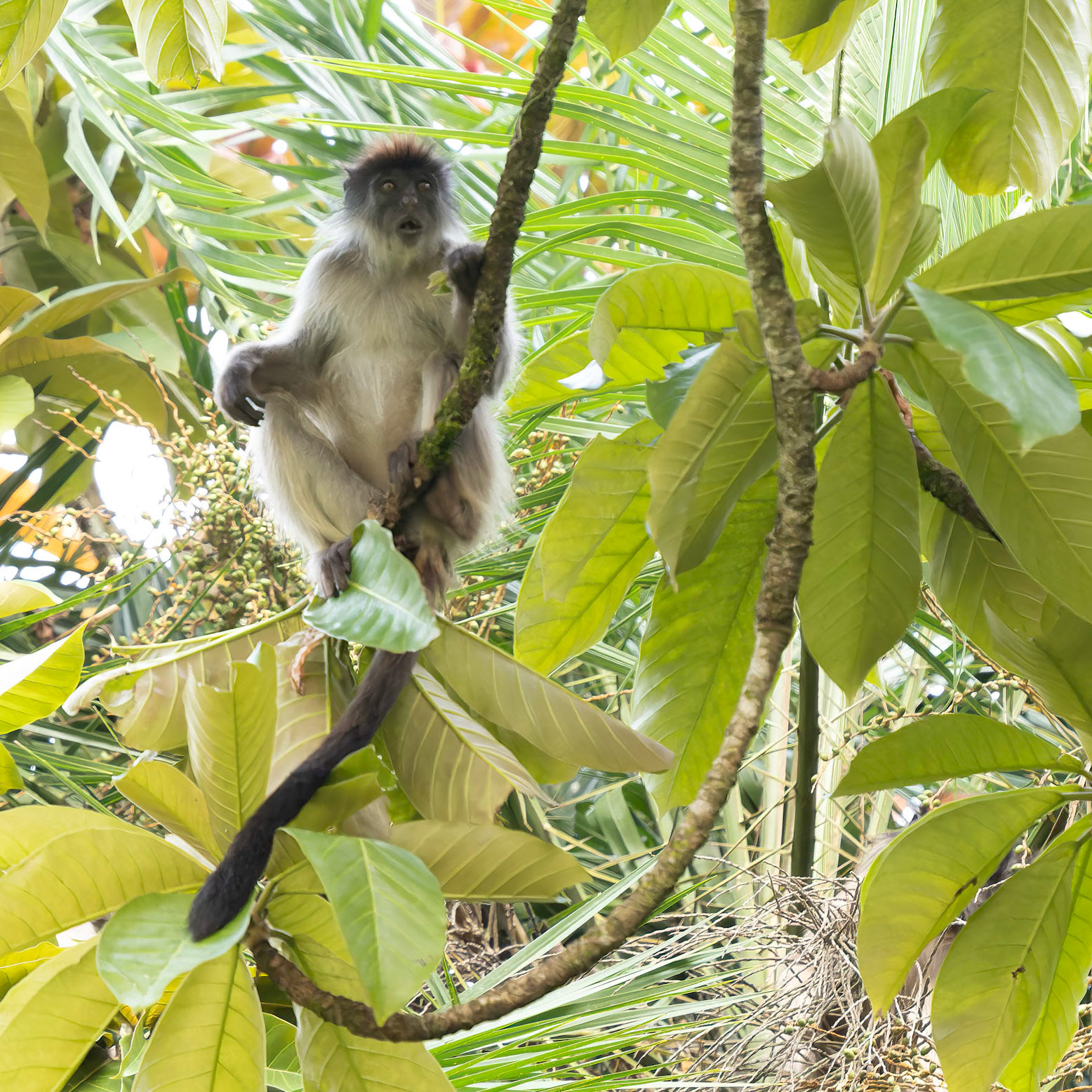 Red Crowned  Colobus monkey