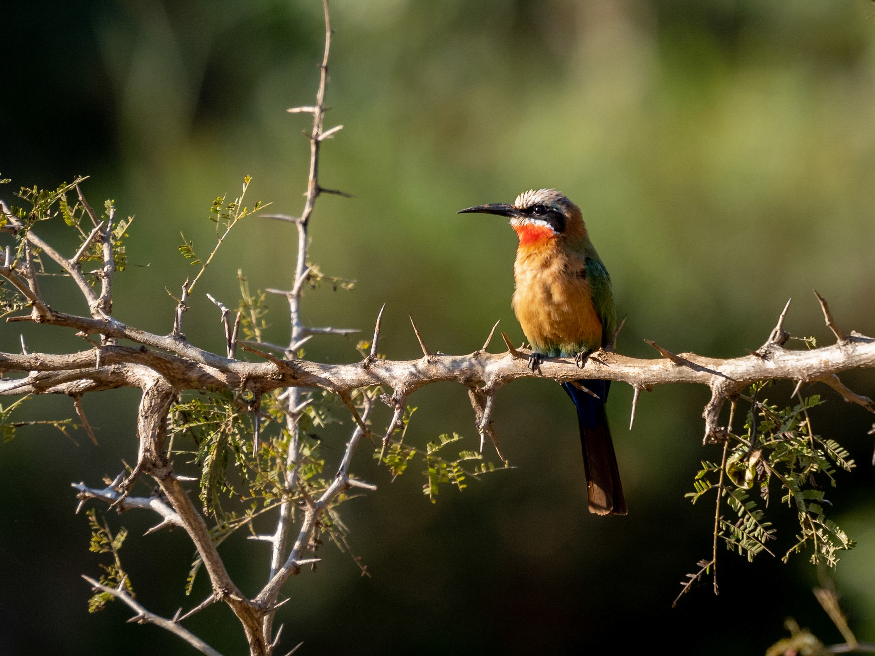 White- fronted Bee Eater