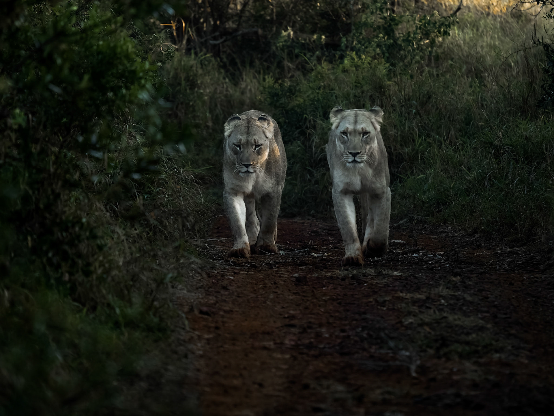 Lionesses