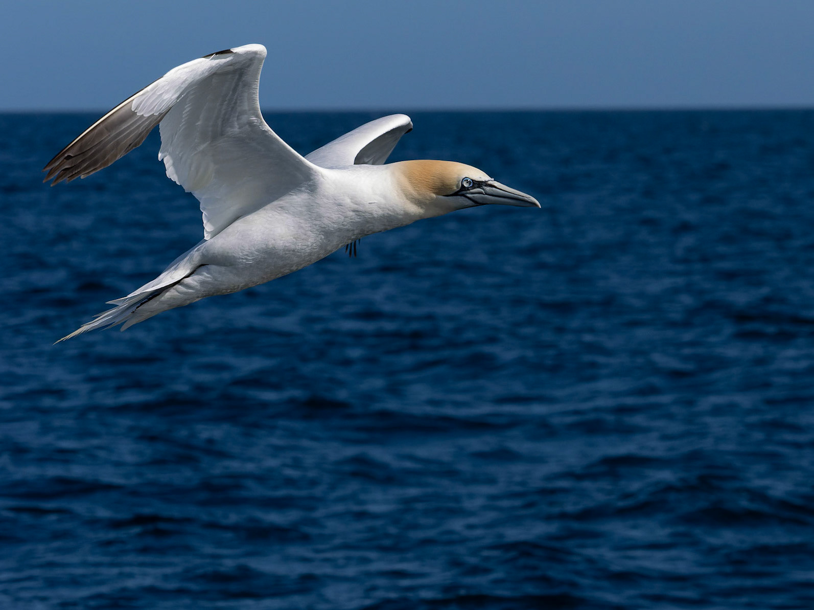 Northern Gannet