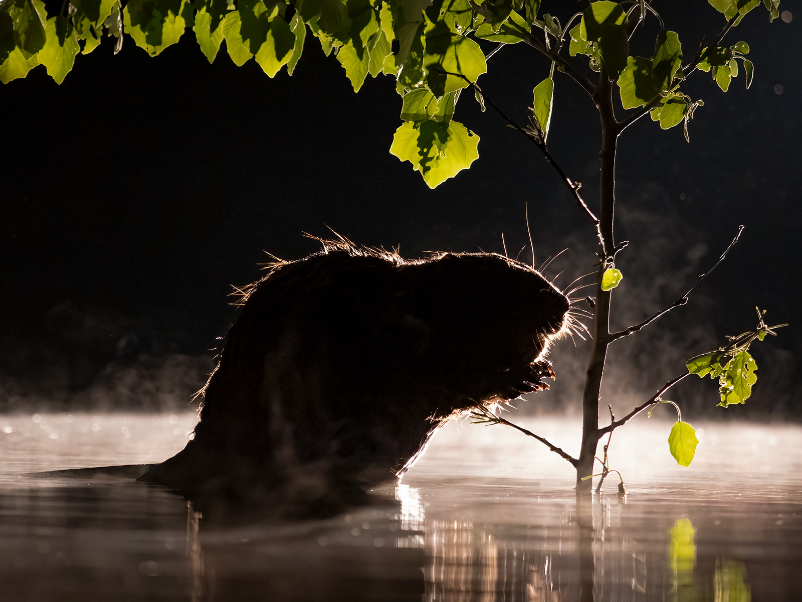 Beaver