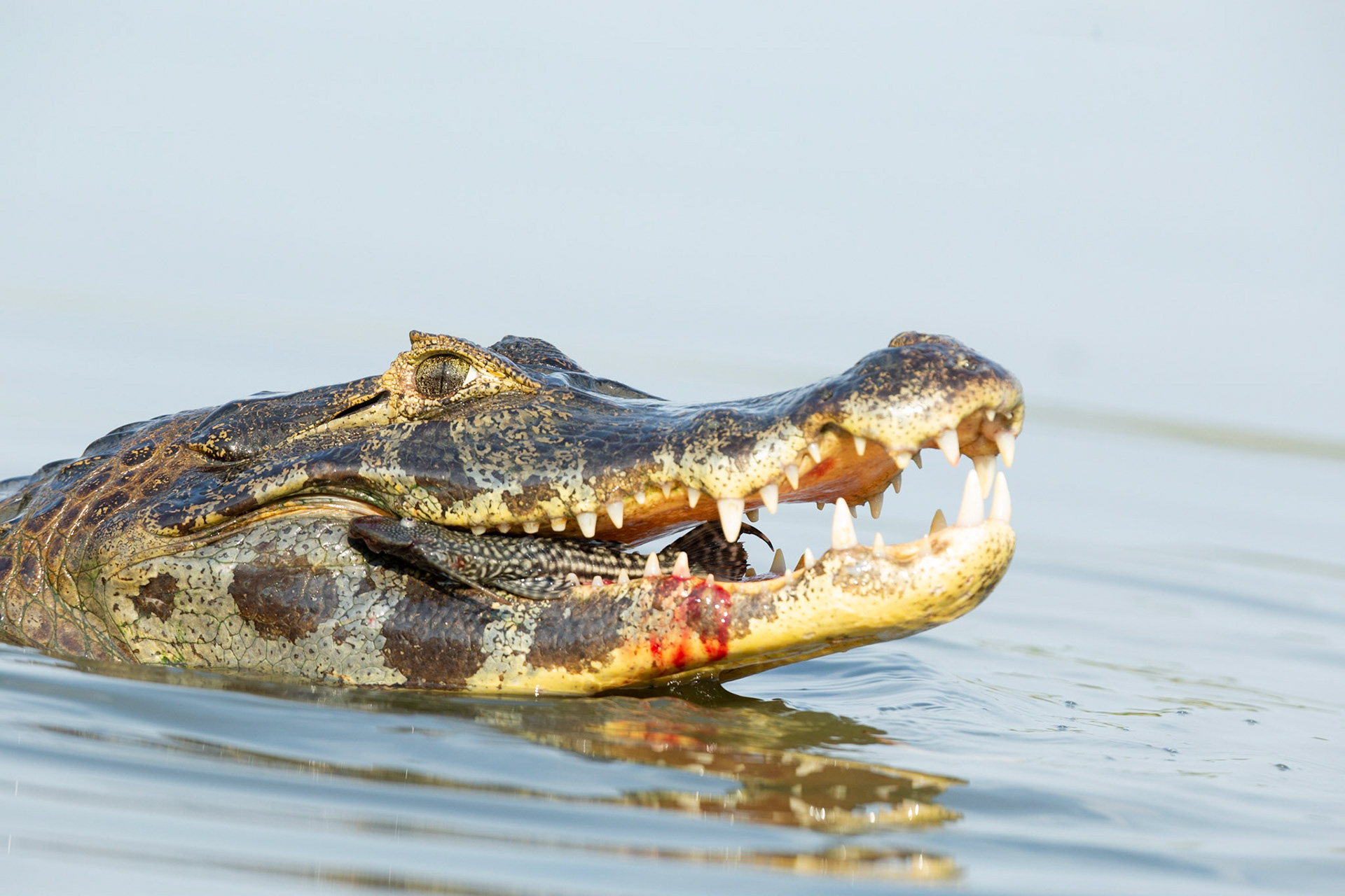 Yacare Caiman with fish
