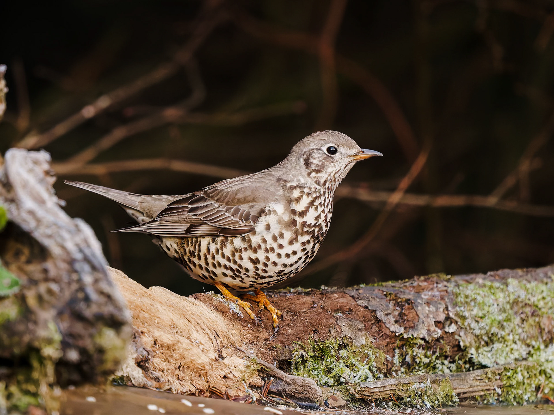 Mistle Thrush