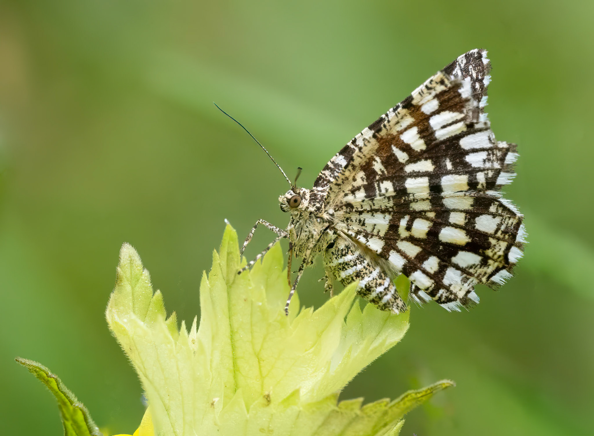 Latticed Heath Moth