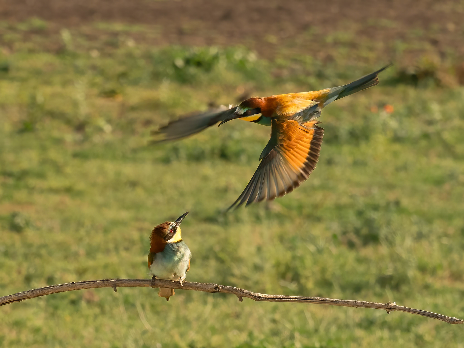 European Bee-eaters