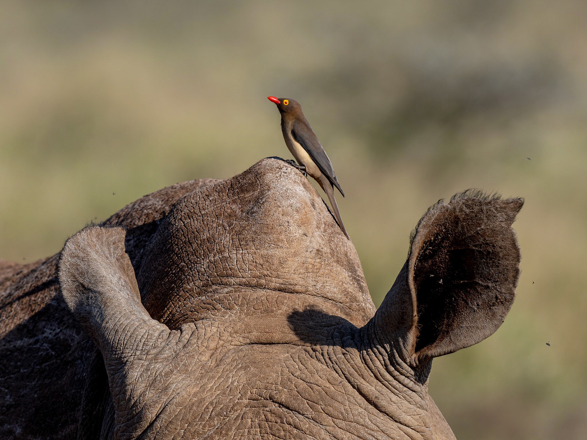 Red-billed Oxpecker on Rhino