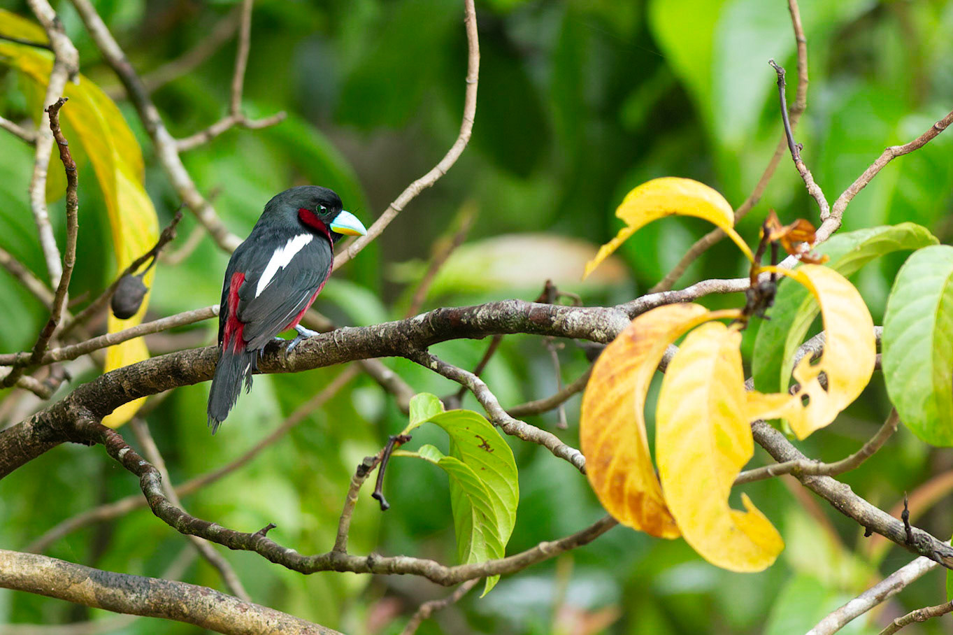 Black and Red Broadbill (Cymbirhynchus macrorhynchos)