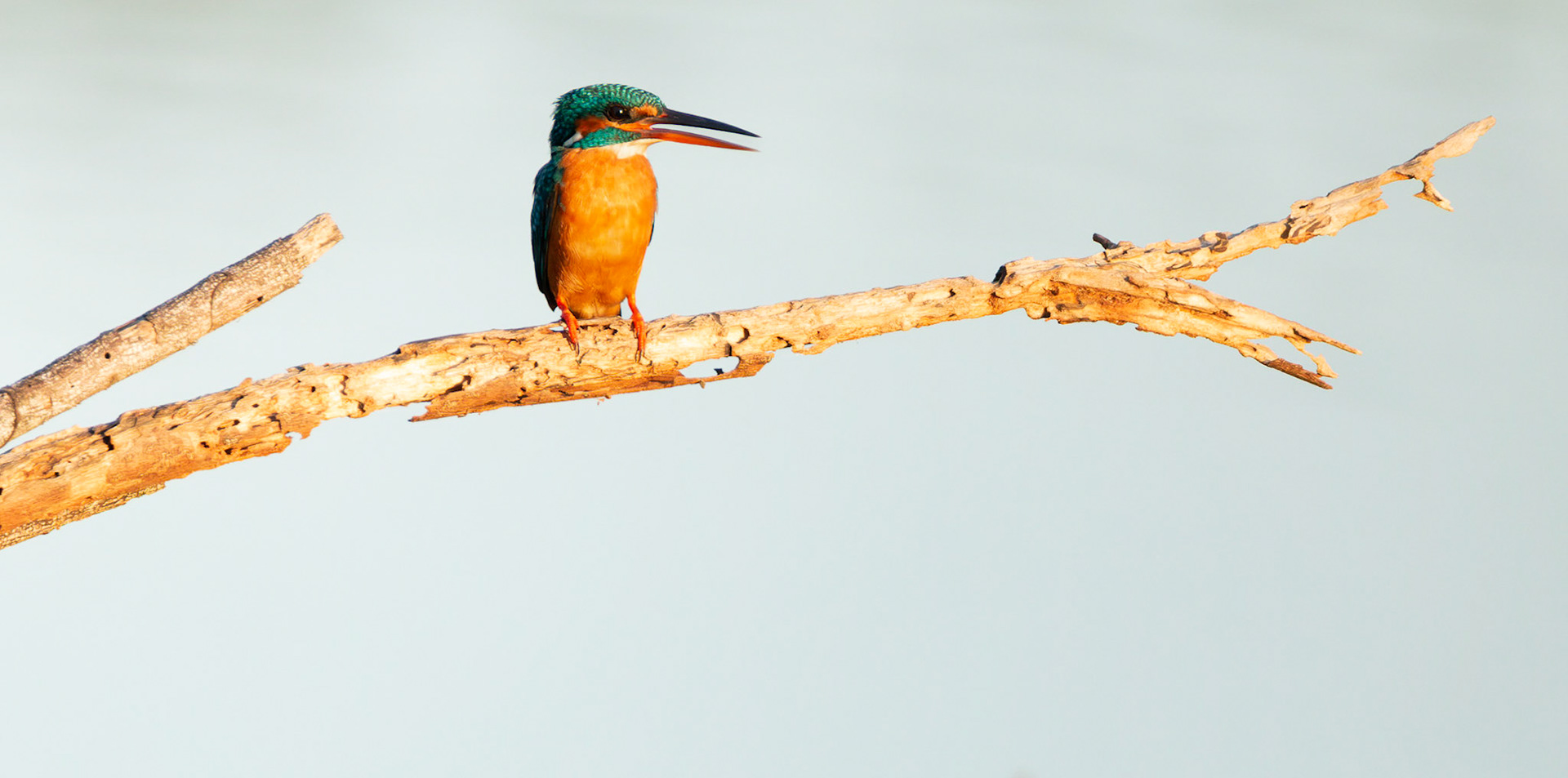 Common Kingfisher