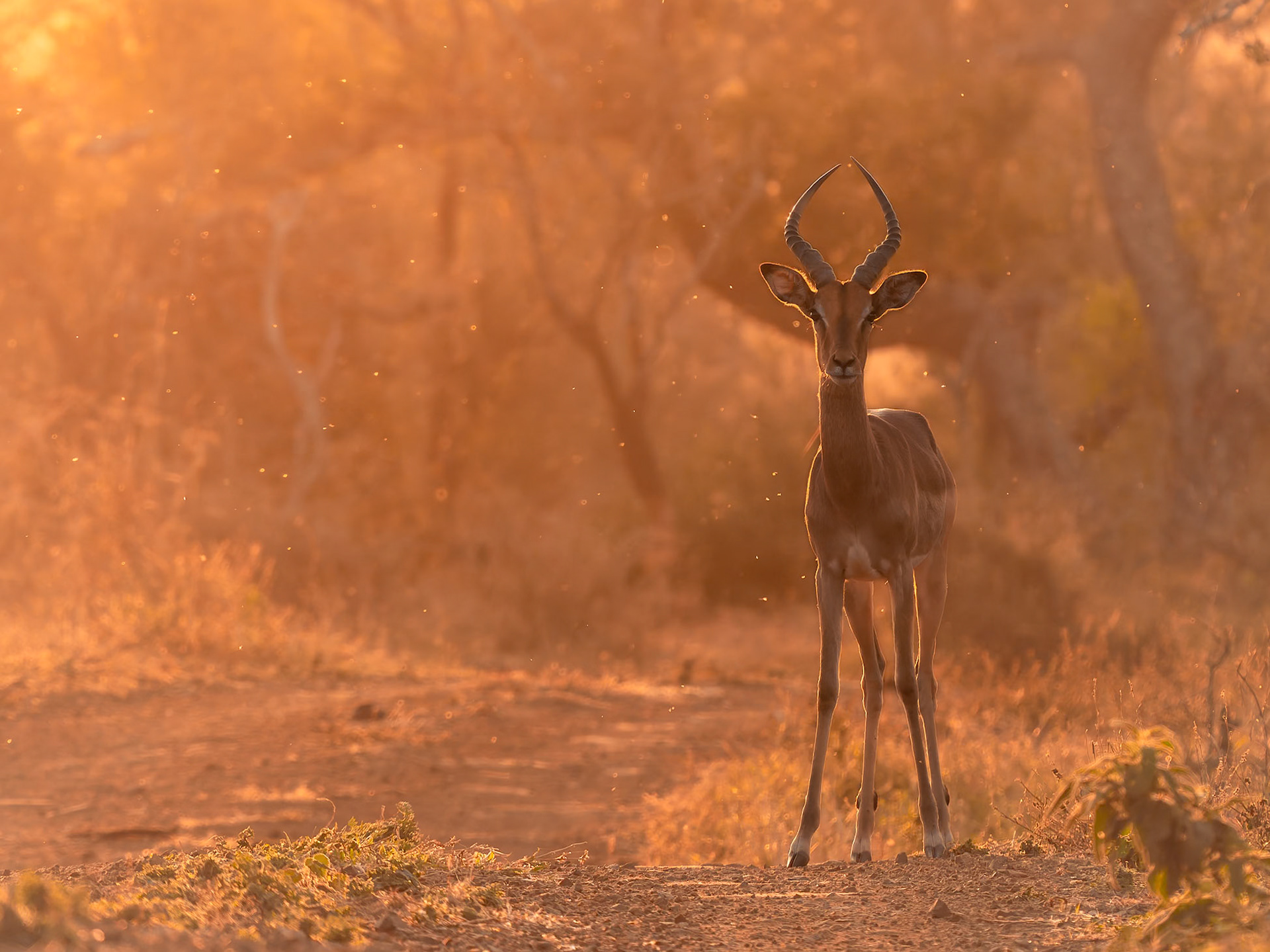 Male Impala at sunset