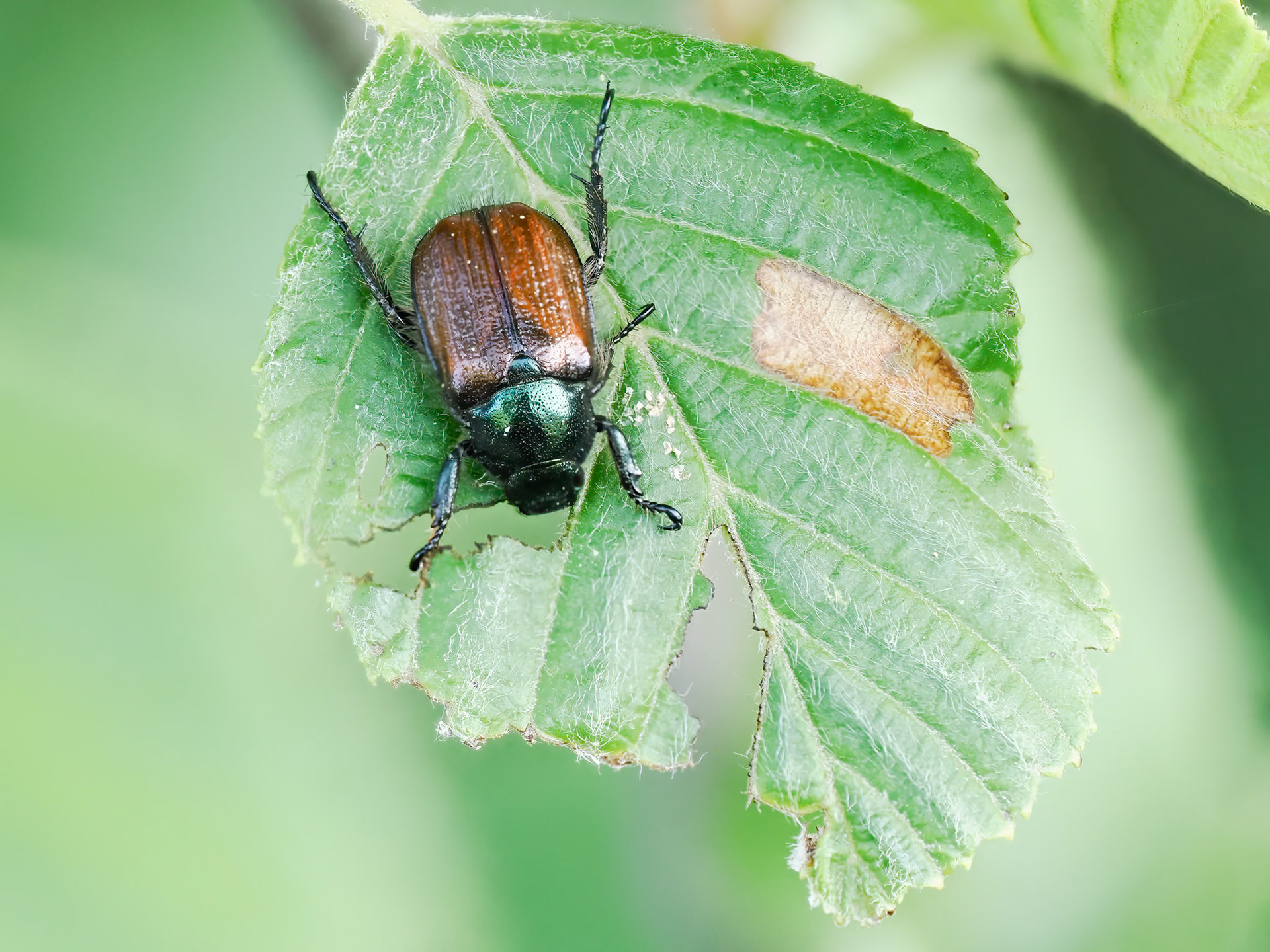 Garden Chafer