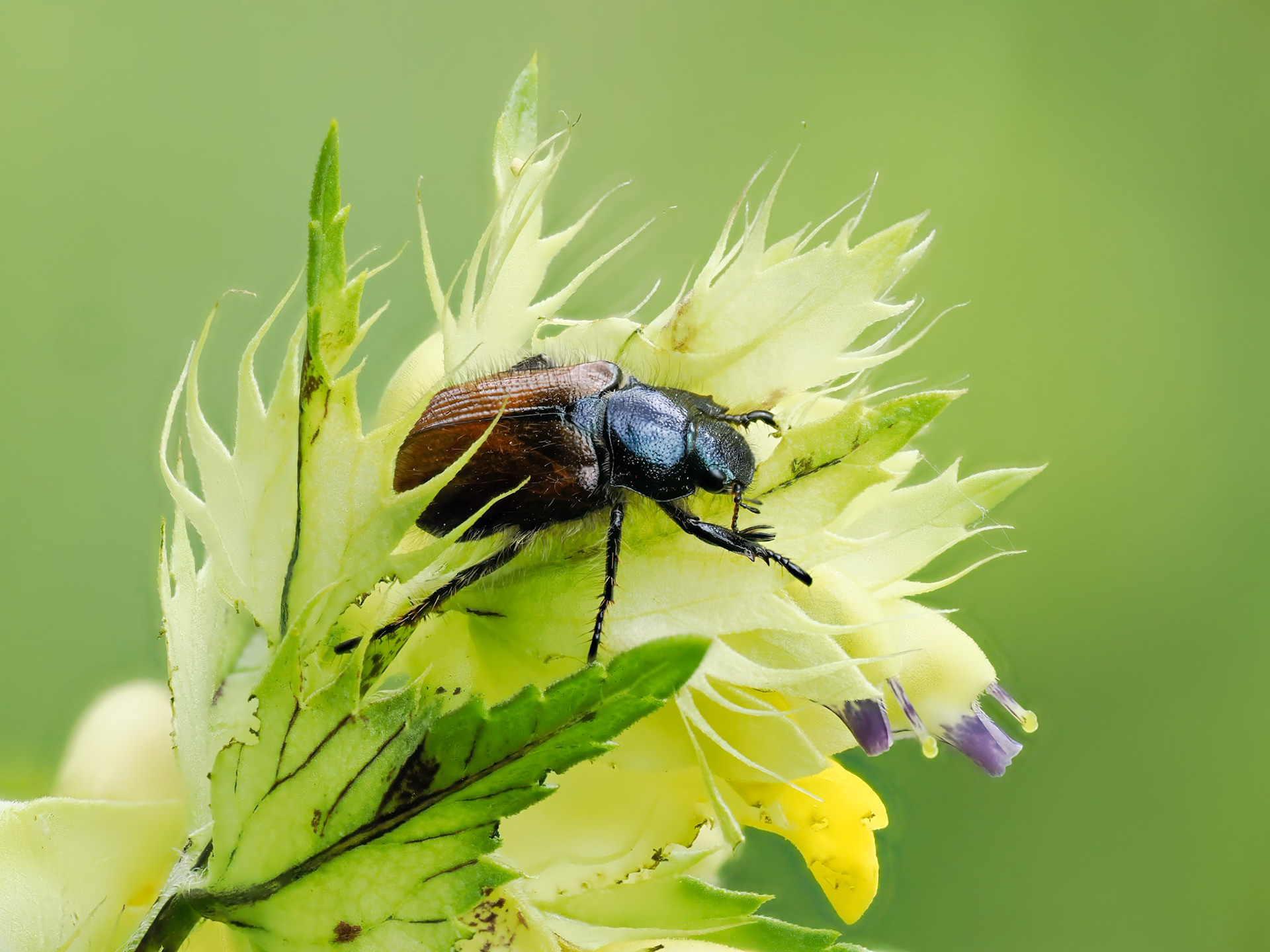 Garden Chafer on Yellow Rattle