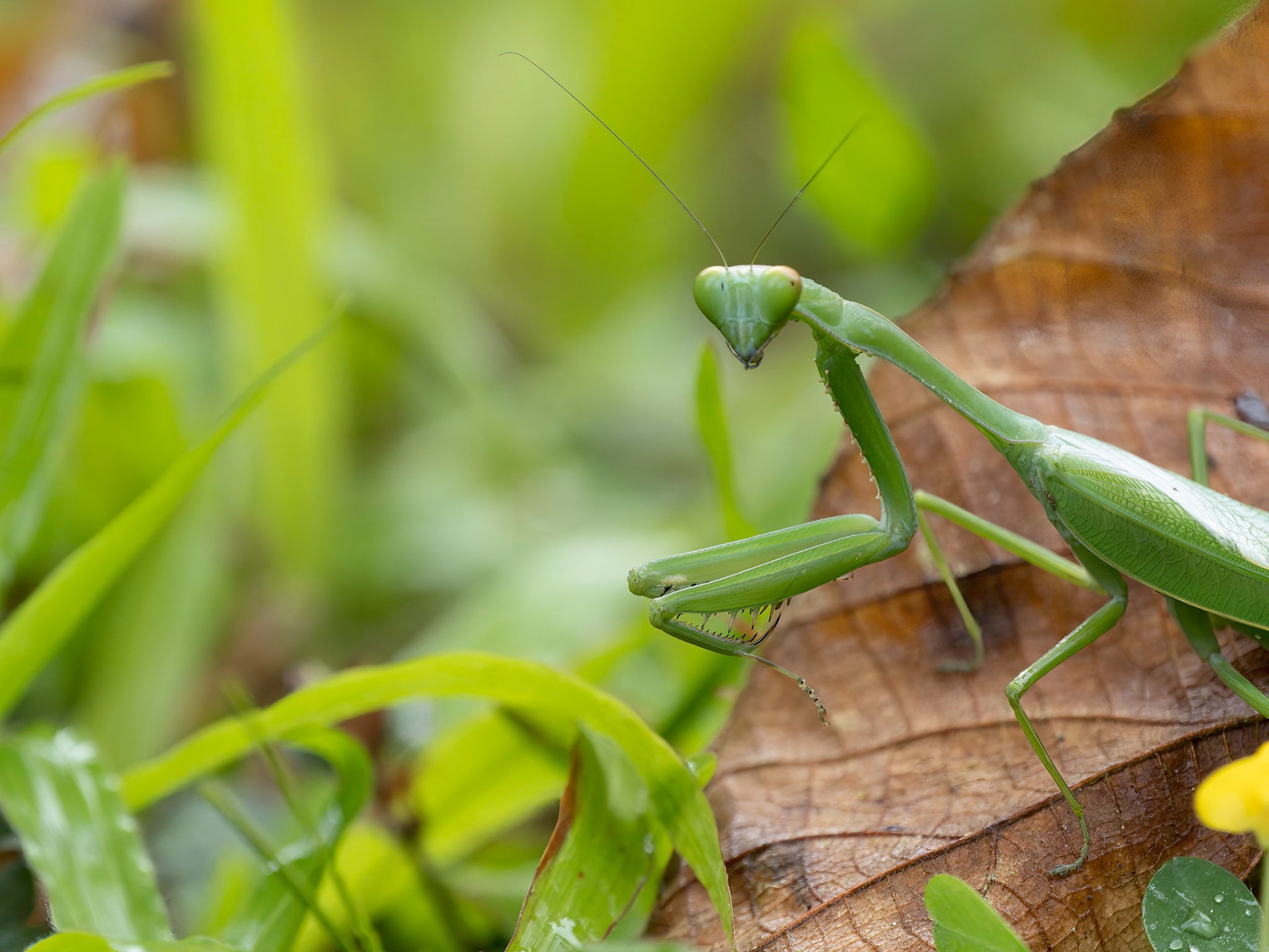Praying Mantis
