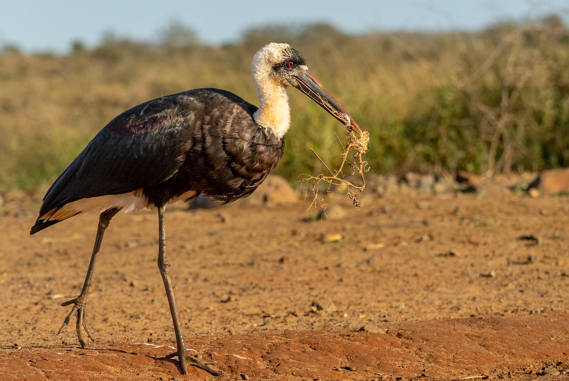 Woolly-necked Stork