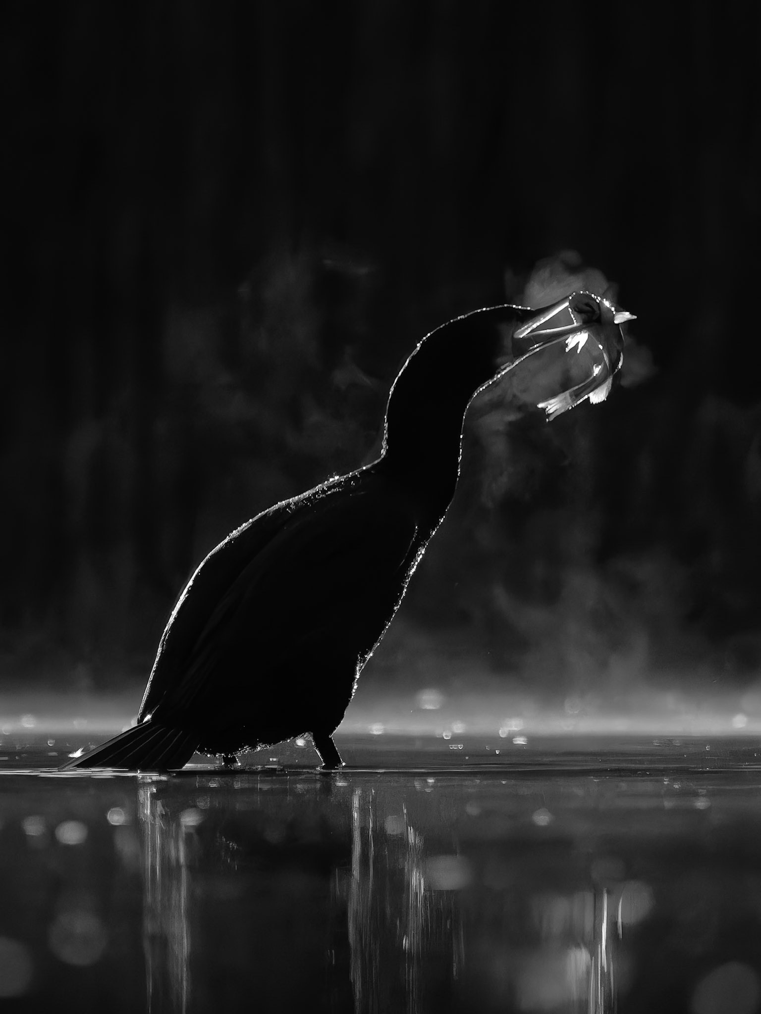Breath of a Cormorant with fish