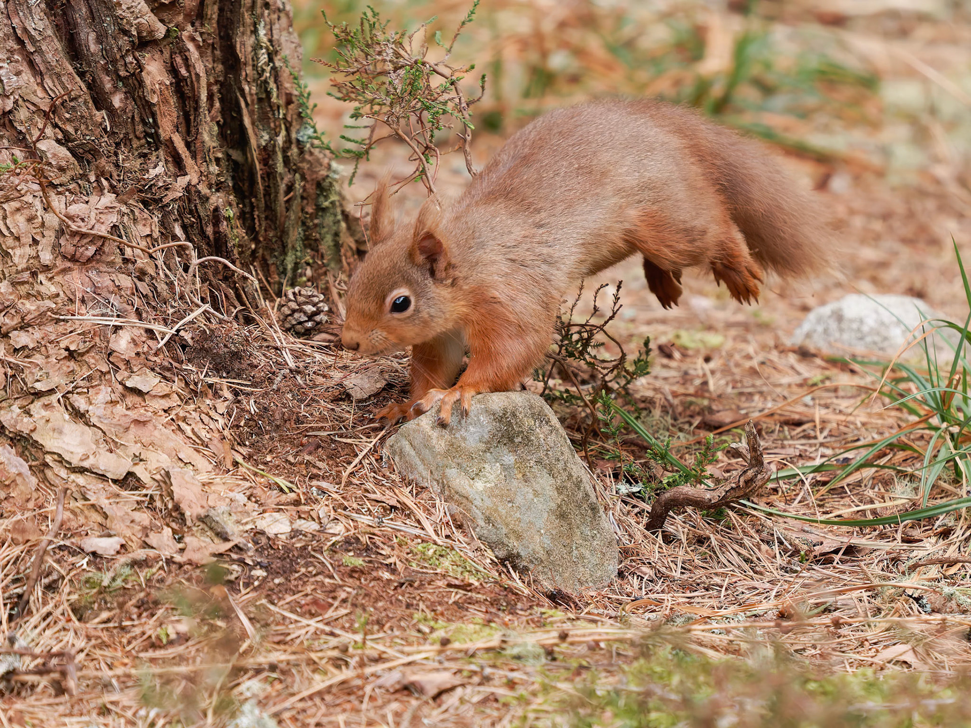 Red Squirrel