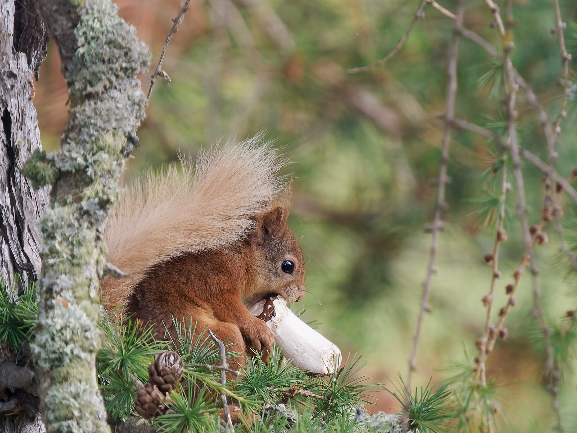 Red Squirrel eating a mushroom