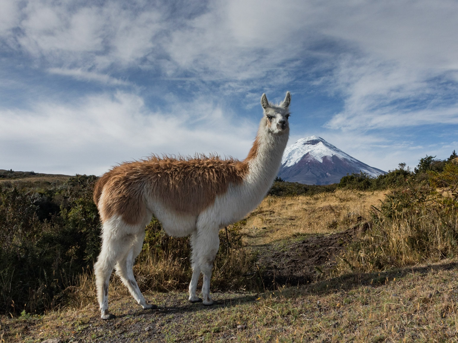 Llama with Cotopaxi Volcano in background