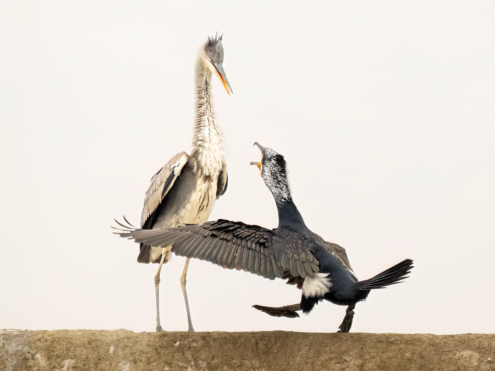 Grey Heron (juvenile) versus Great Cormorant