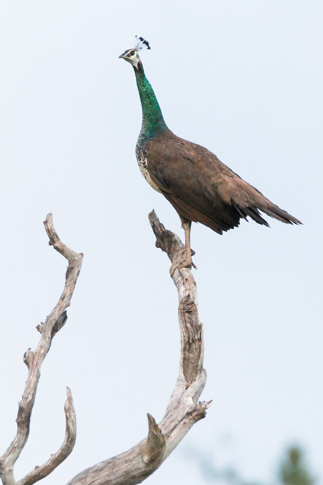 Indian Peahen