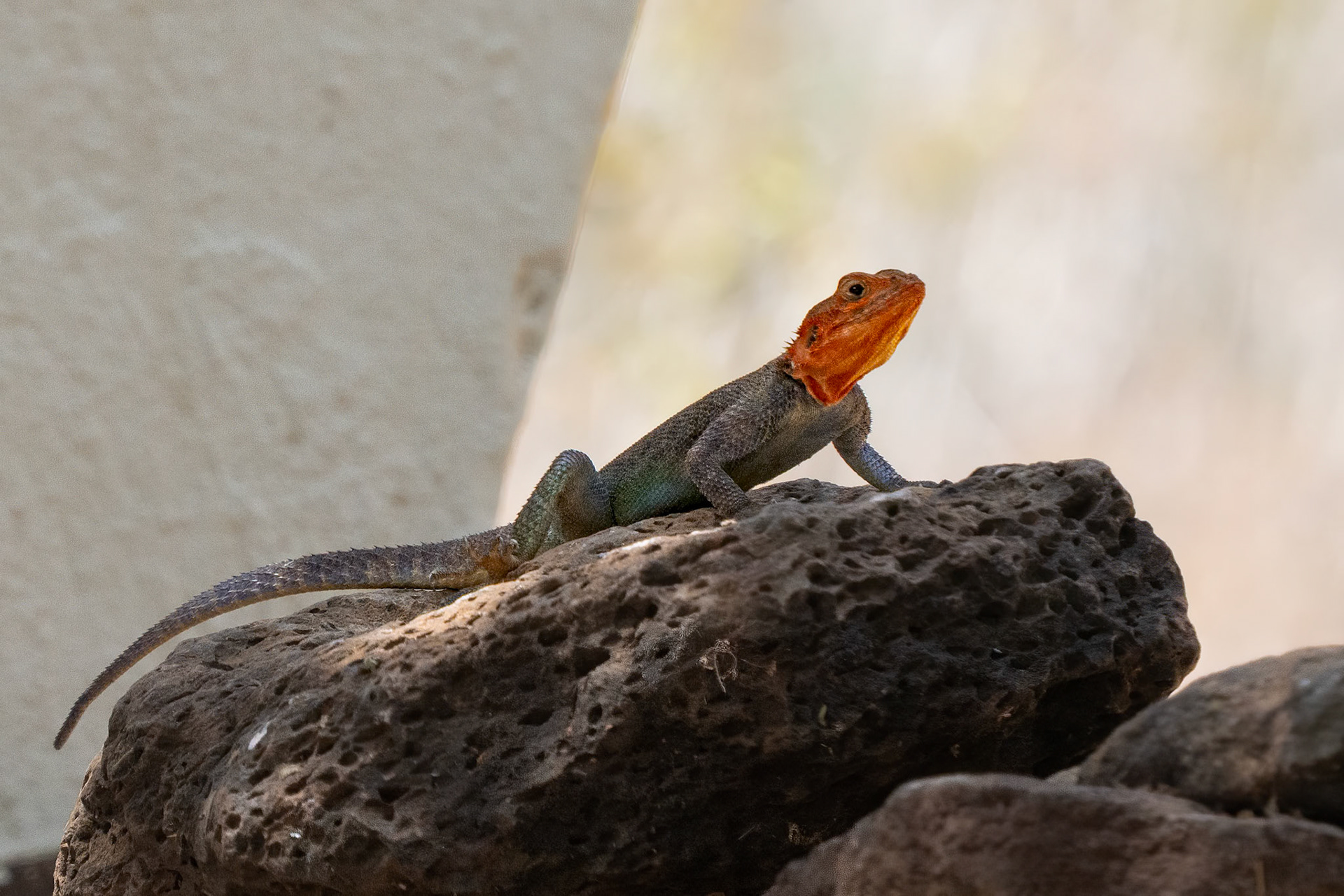 Agama Lizard